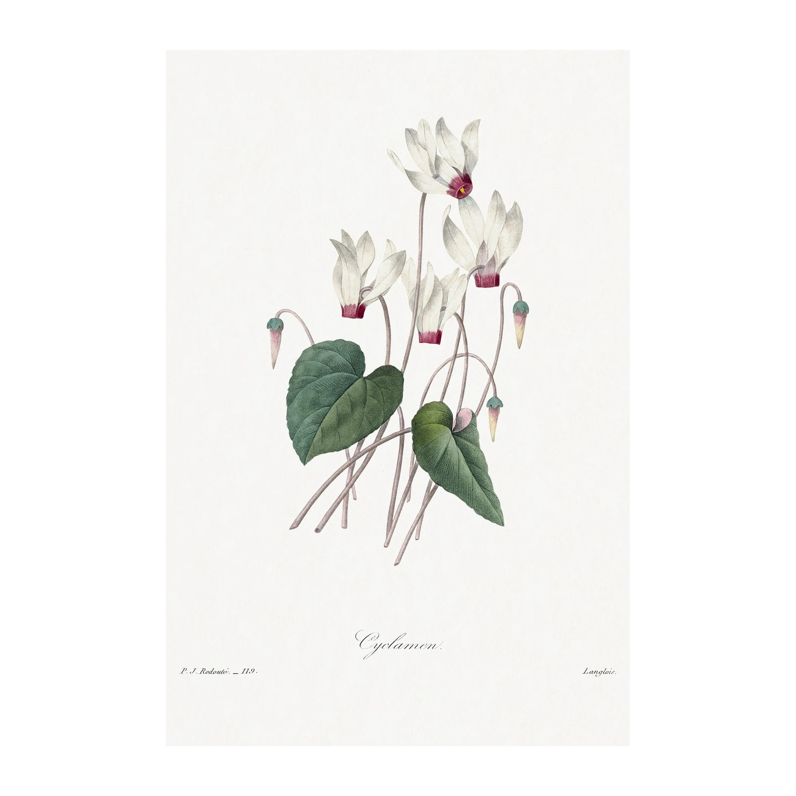 Vintage Cyclamen Botanical Art Wall Art