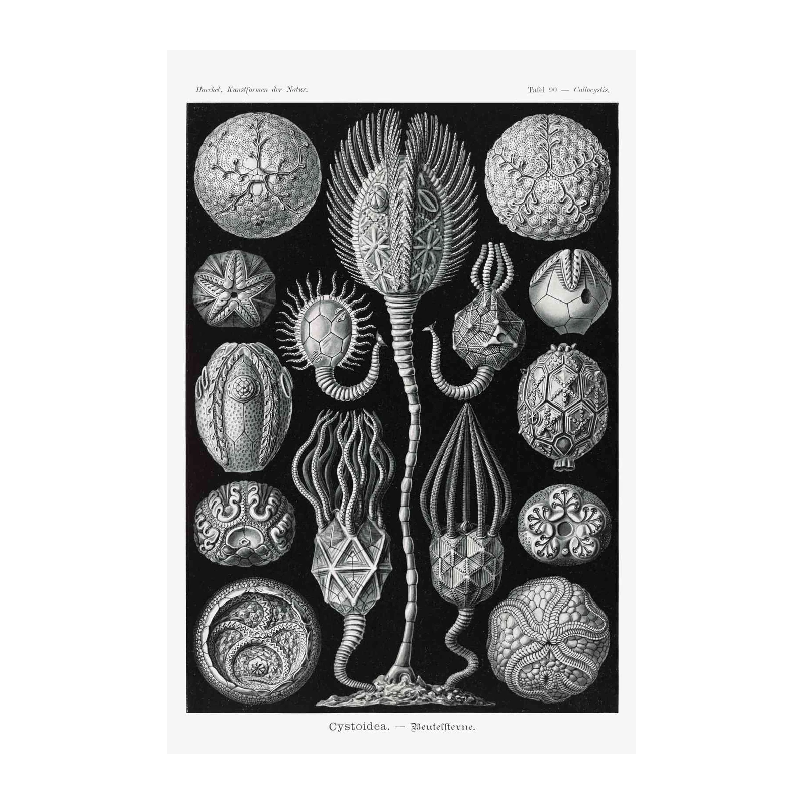Vintage Sea Creatures Art Poster Wall Art