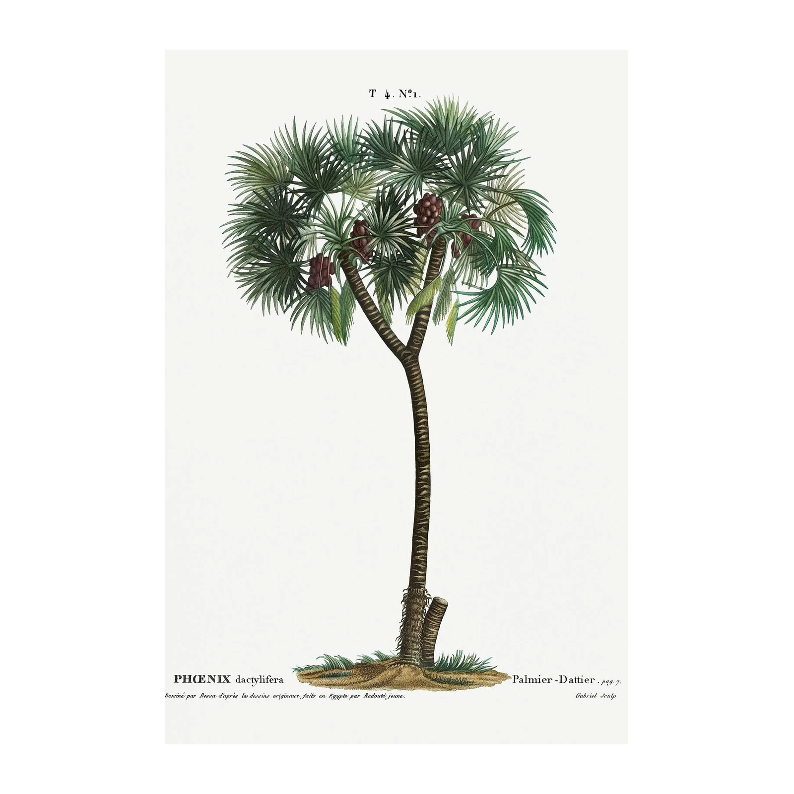 Vintage Phoenix Dactylifera Palm Wall Art