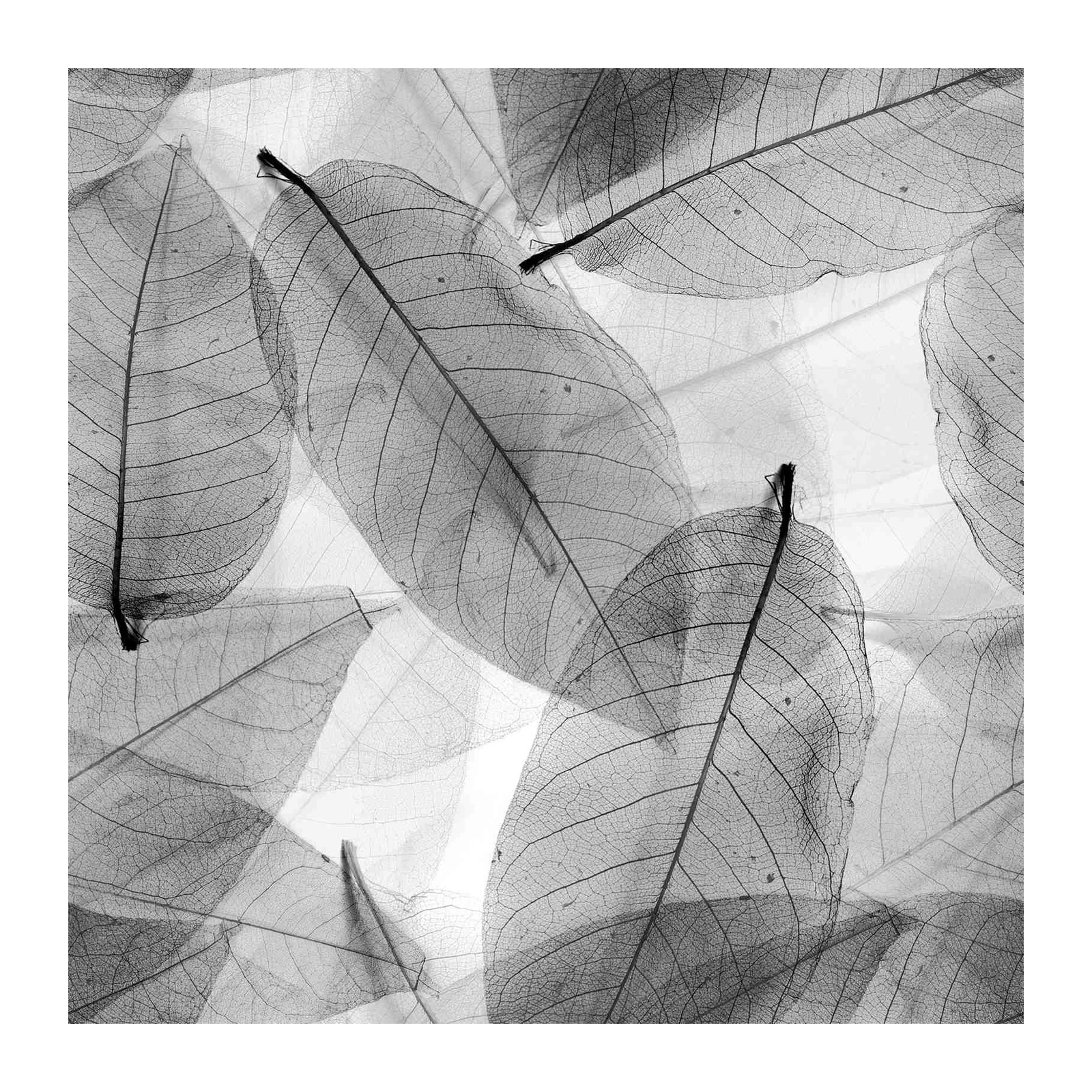 Monochromatic Leaf Skeleton Macro Wall Art