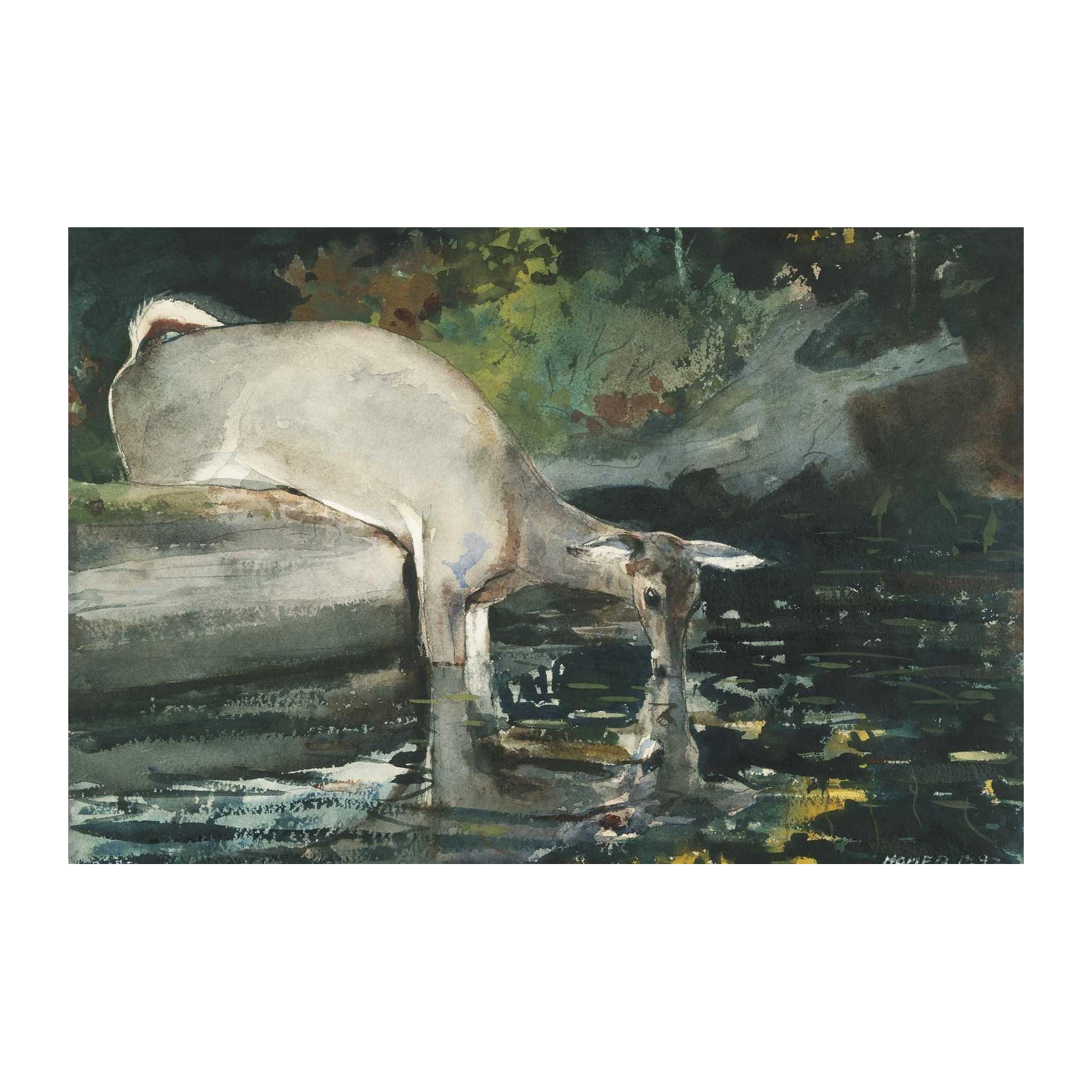 Serene Deer Drinking Watercolor Wall Art