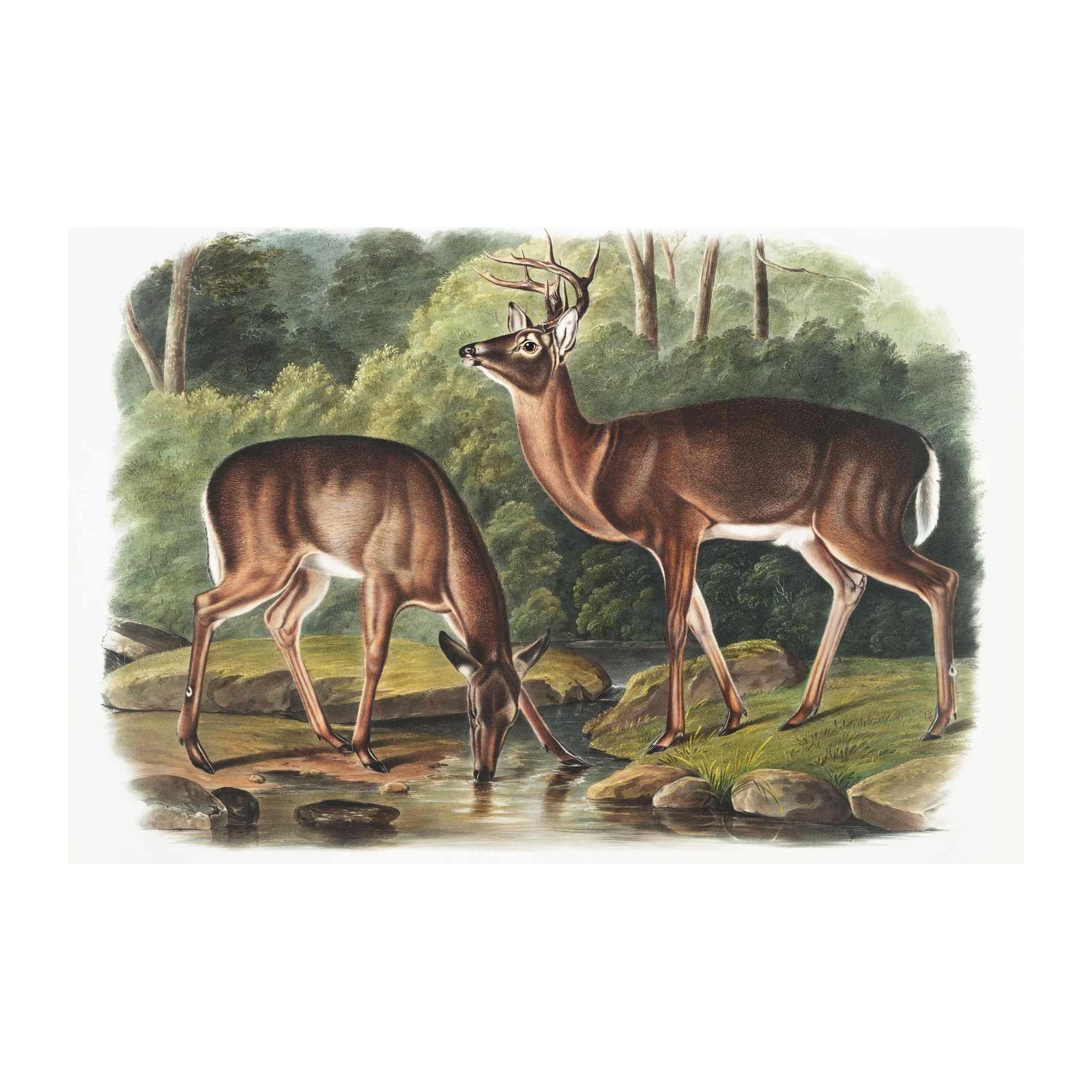 Vintage Deer Nature Scene Wall Art