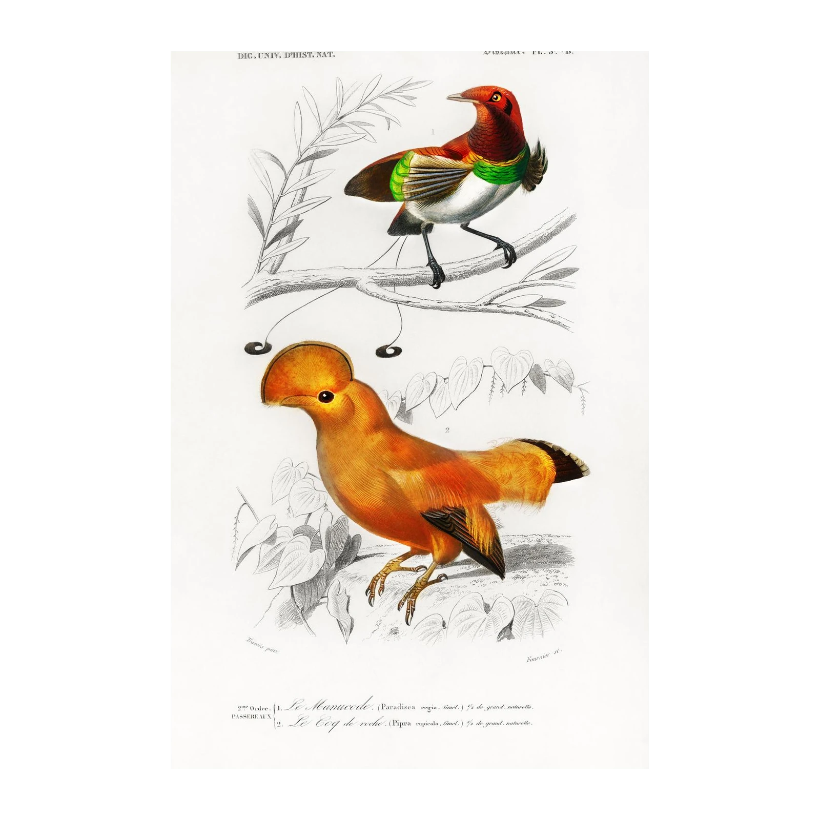 Vintage Birds of Paradise Wall Art - Exotic Wall Art