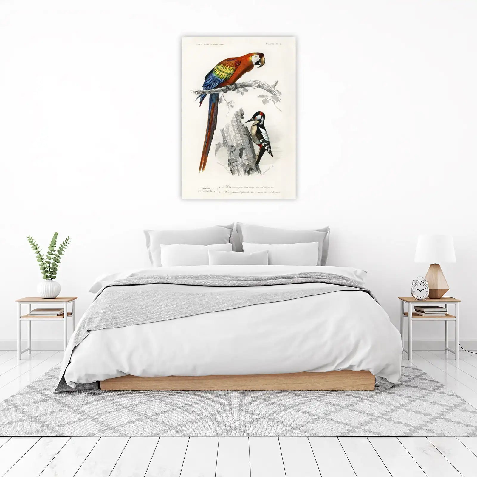 Vintage Parrot & Woodpecker Bird Art Wall Art