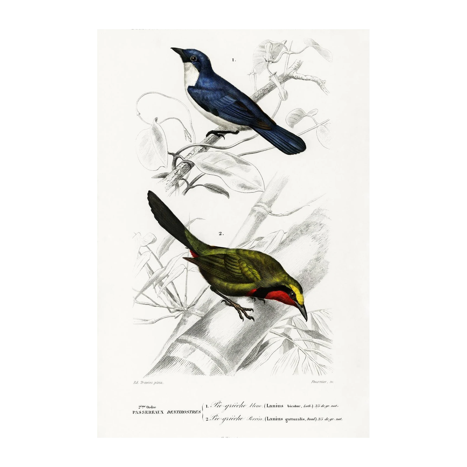 Vintage Bird Duo Blue & Green Wall Art