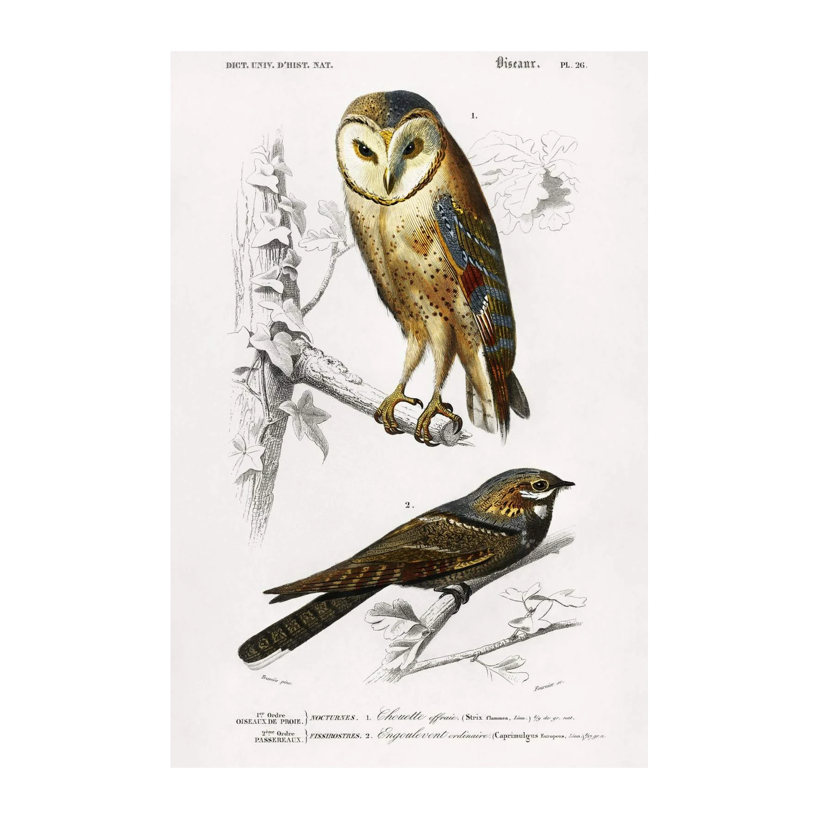 Vintage Barn Owl & Nightjar Wall Art