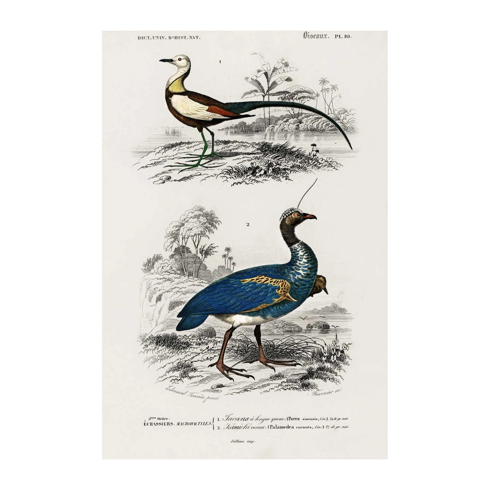 Vintage Bird Illustrations Wall Art
