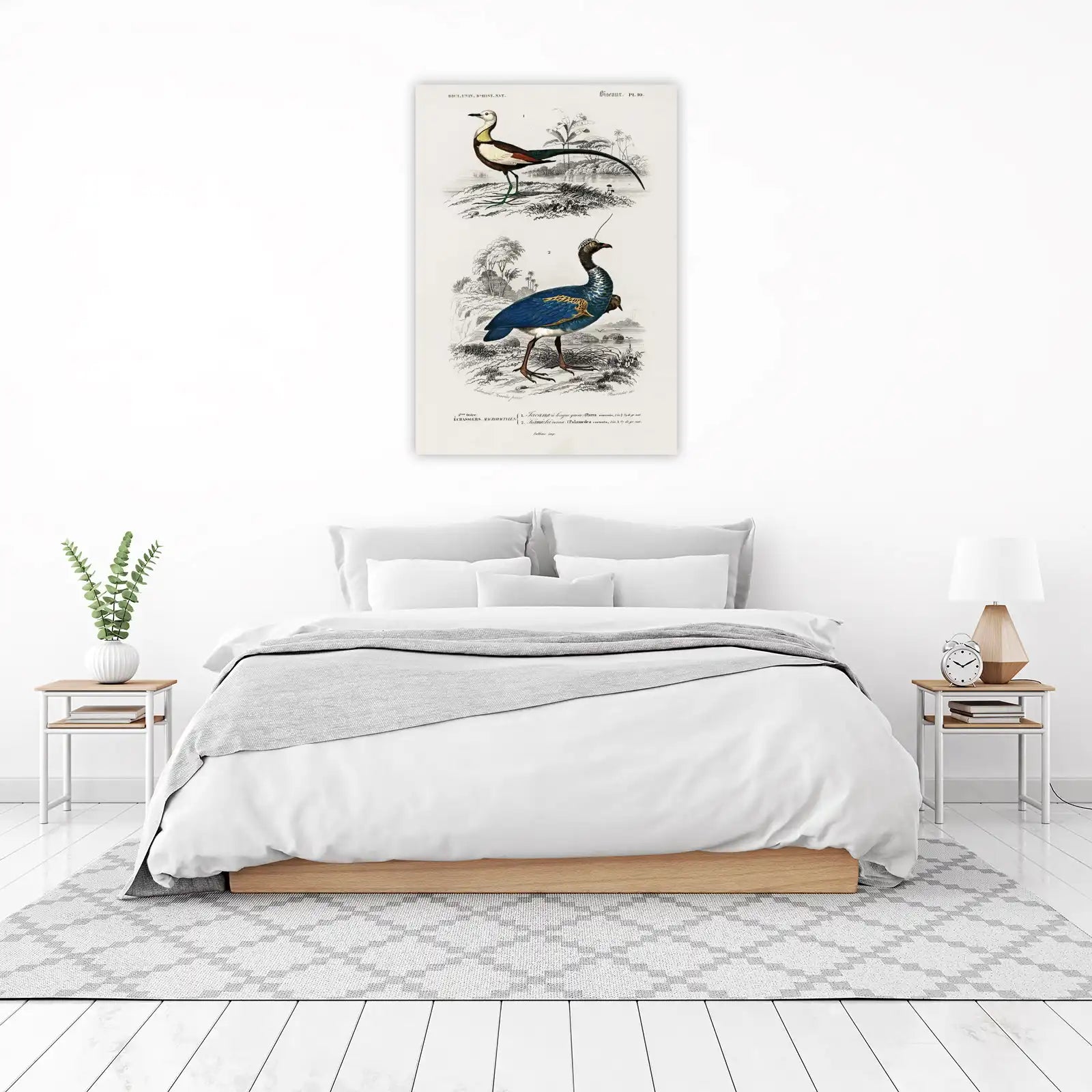 Vintage Bird Illustrations Wall Art