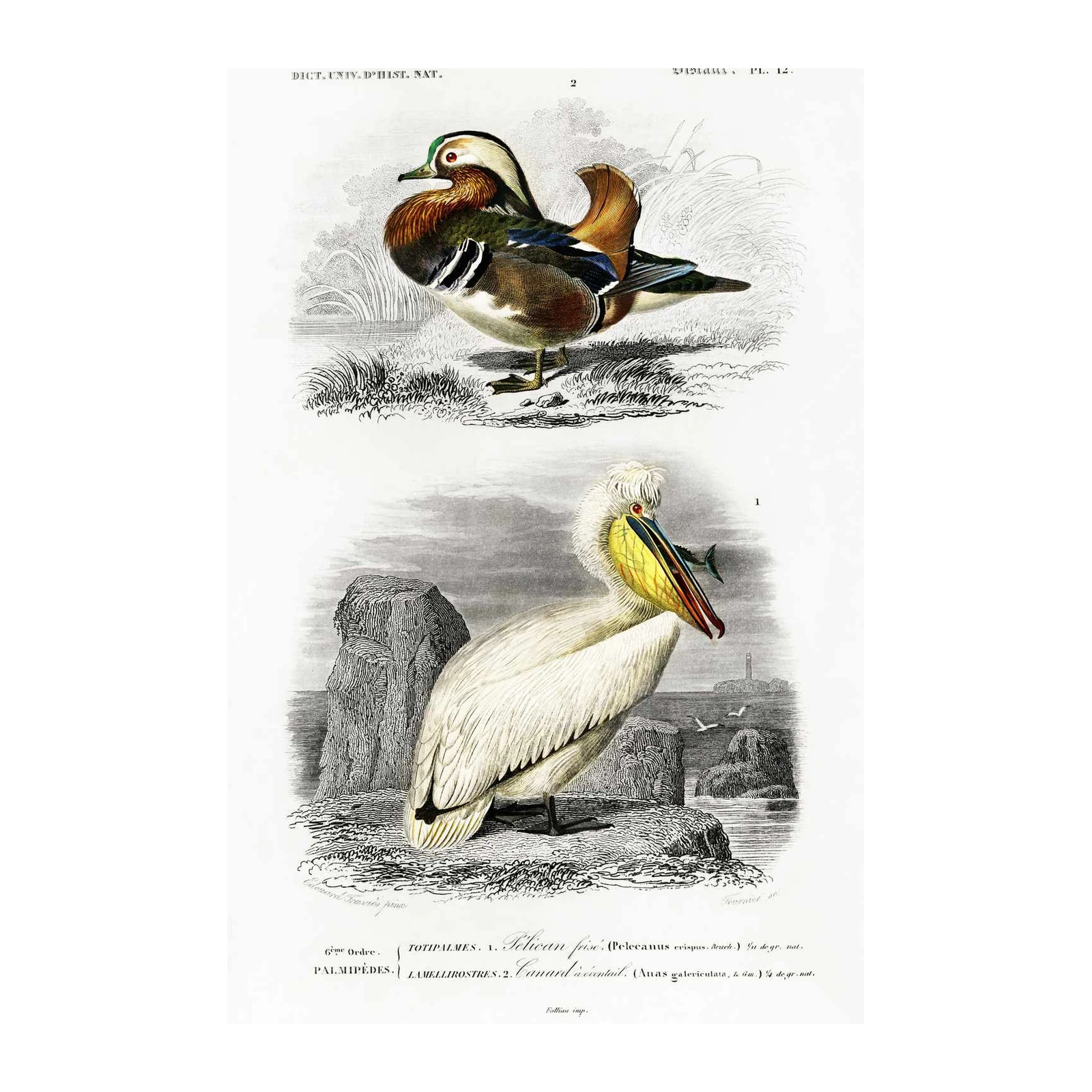 Vintage Duck & Pelican Bird Art Wall Art