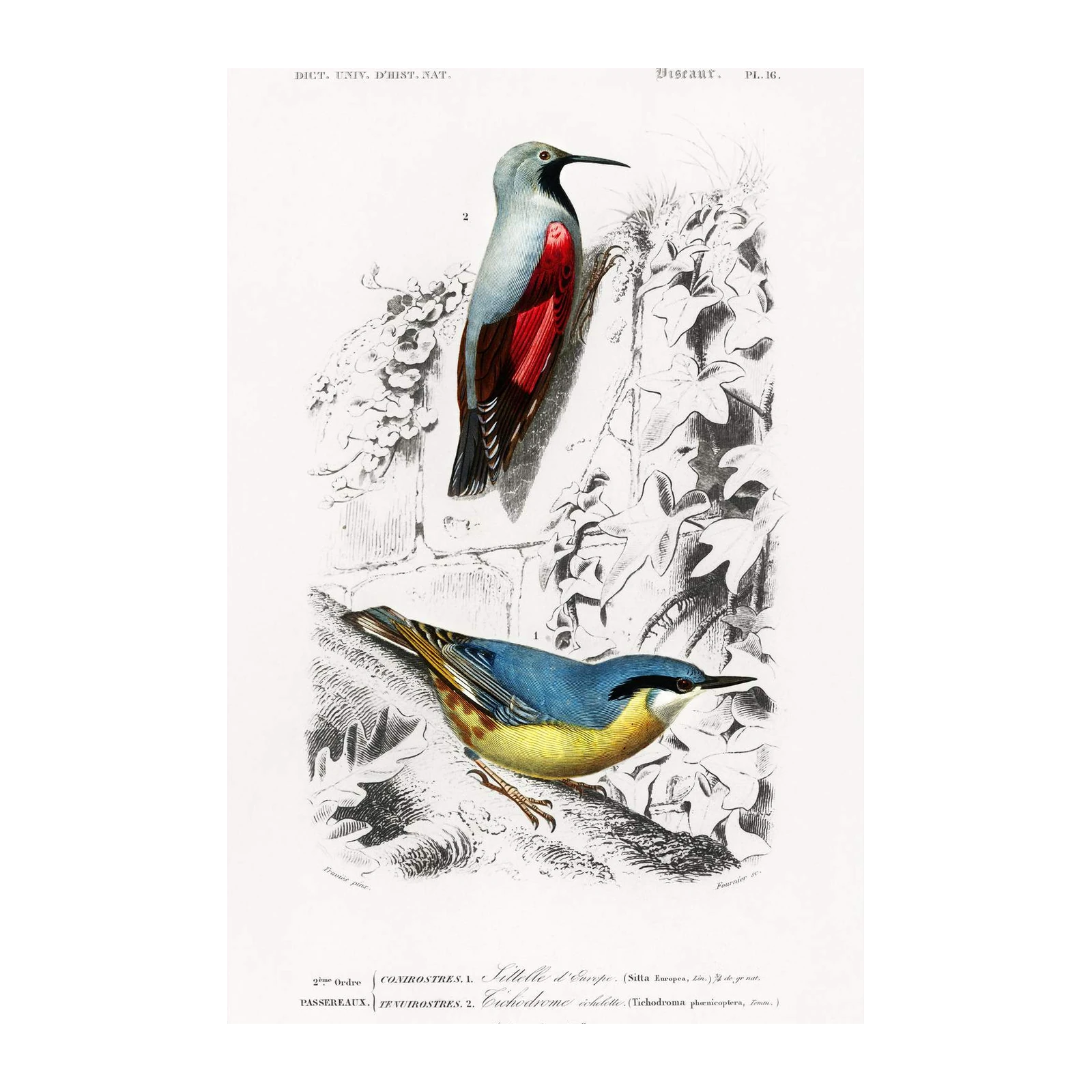 Vintage Bird Art: European Nuthatch & Wallcreeper Wall Art