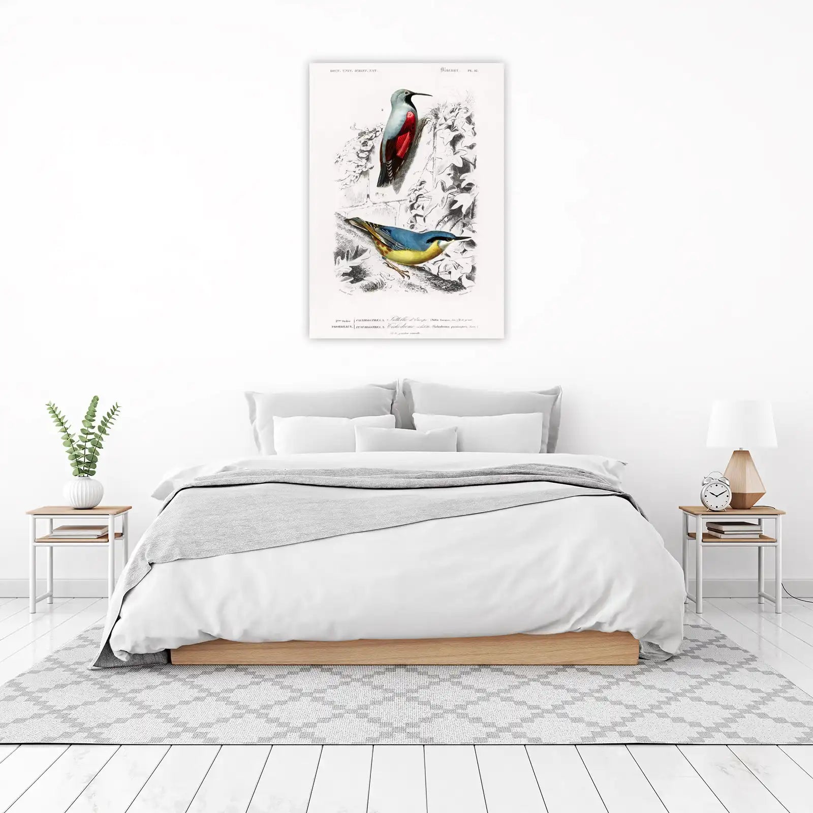 Vintage Bird Art: European Nuthatch & Wallcreeper Wall Art
