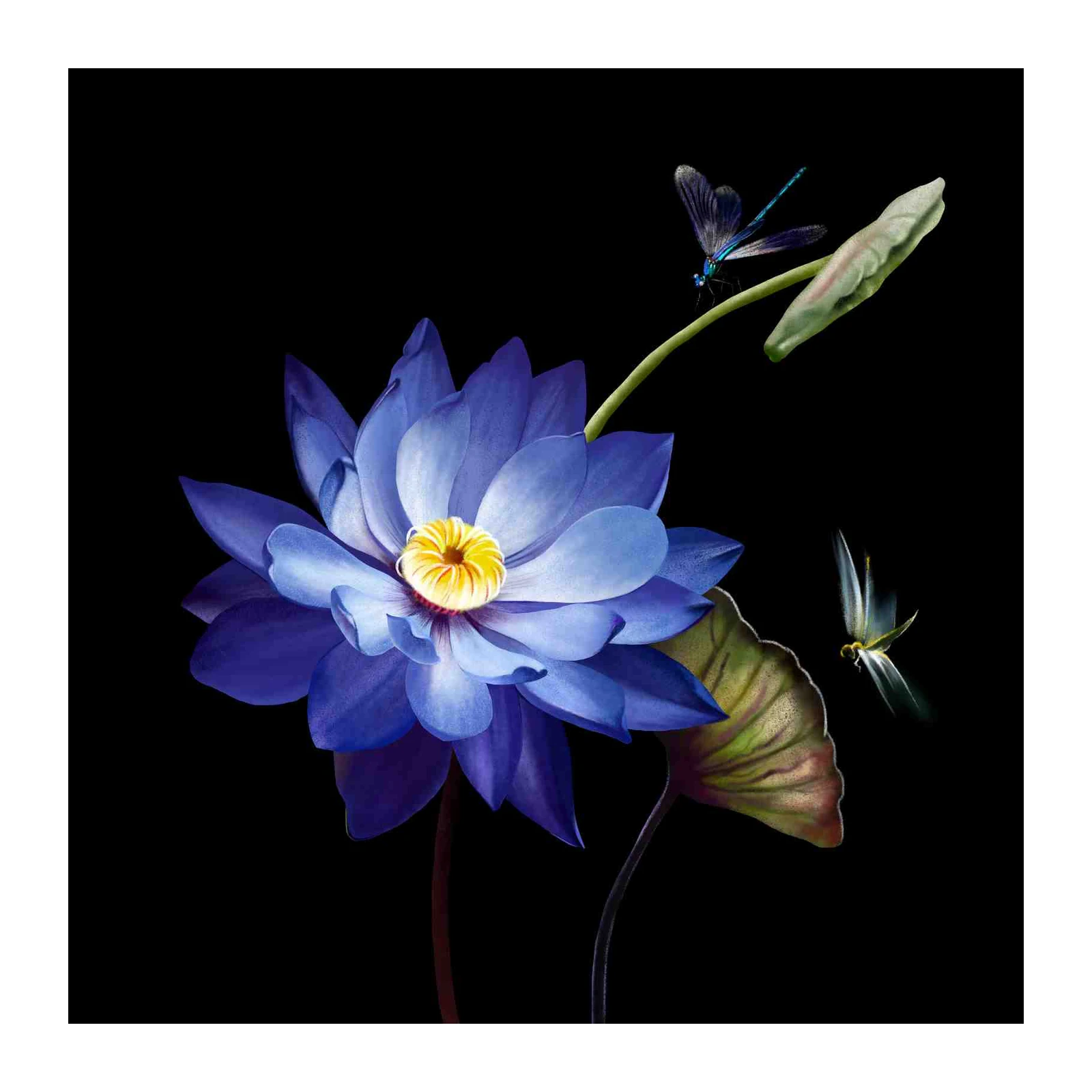 Serene Blue Lotus with Dragonflies Wall Art