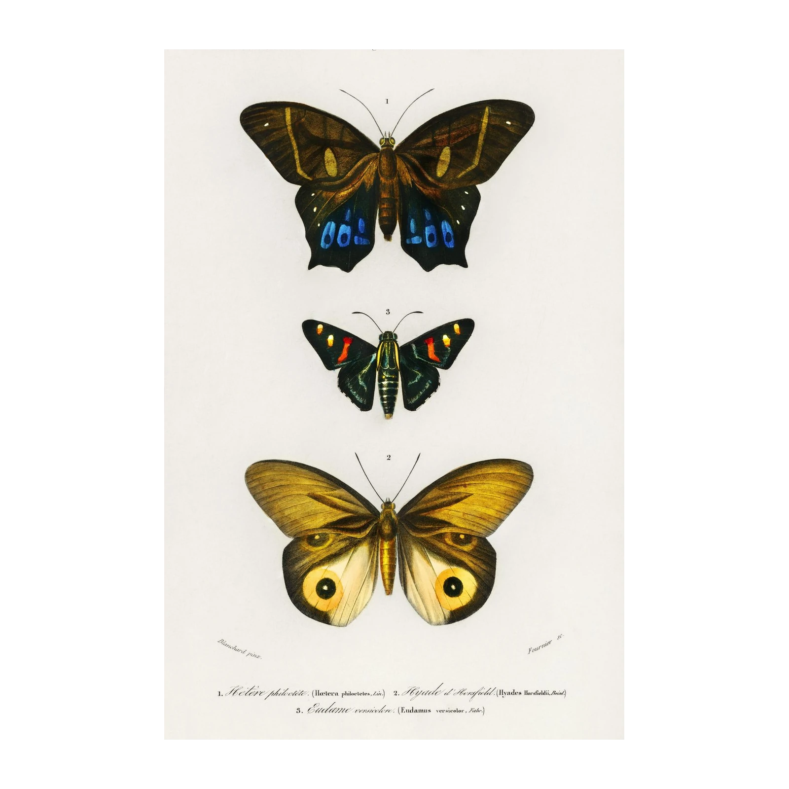 Vintage Butterfly Collection Wall Art Wall Art