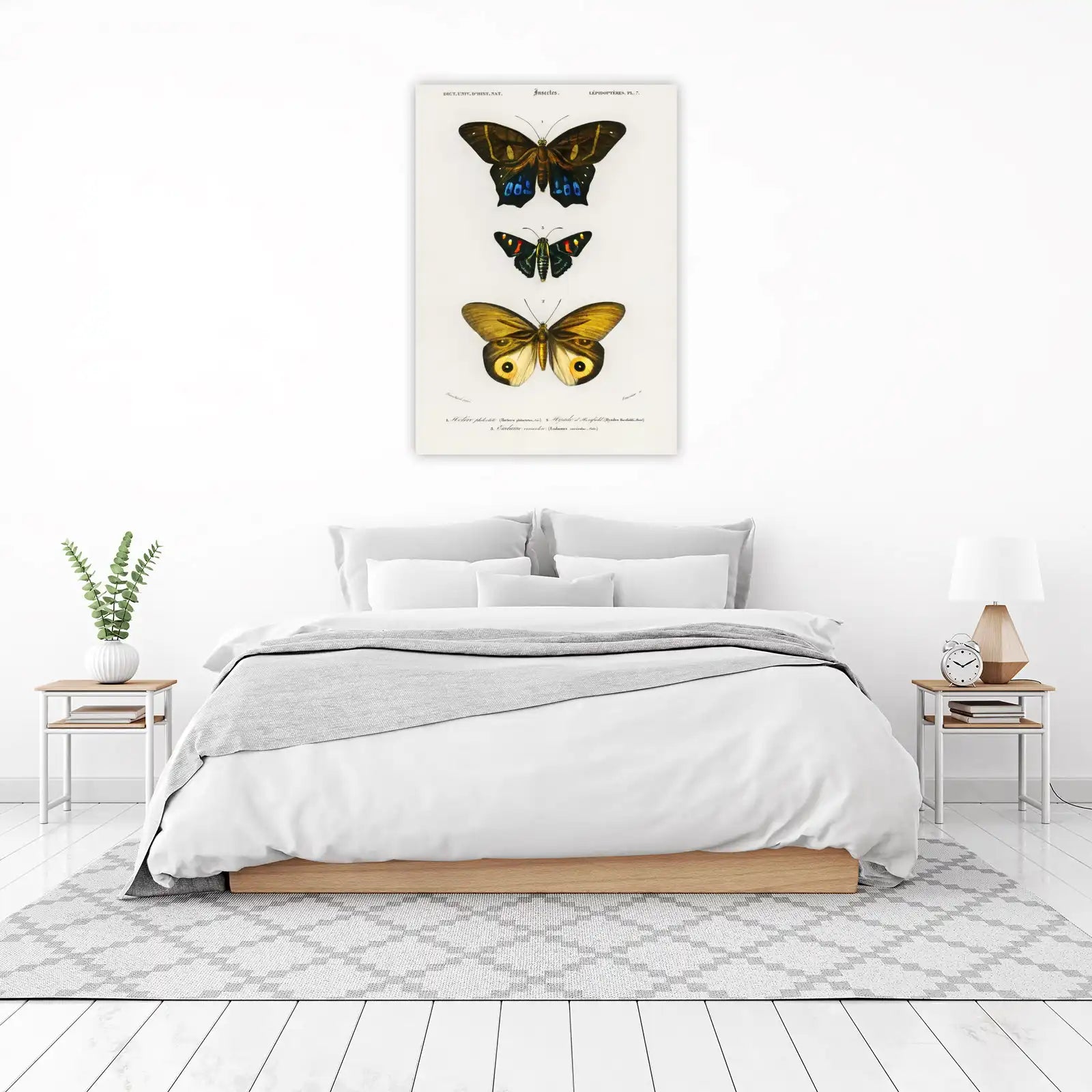 Vintage Butterfly Collection Wall Art Wall Art