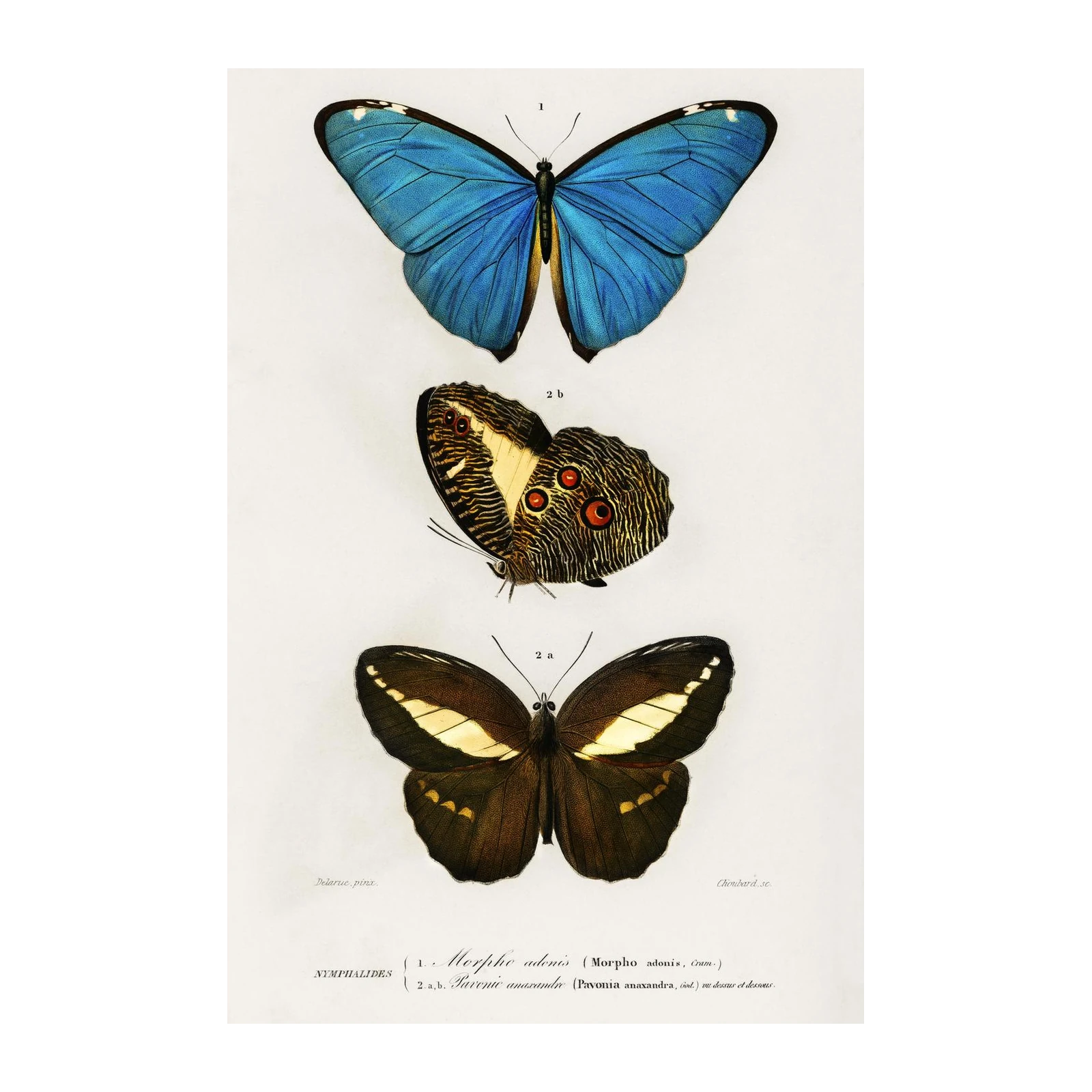 Vintage Butterfly Wall Art Wall Art
