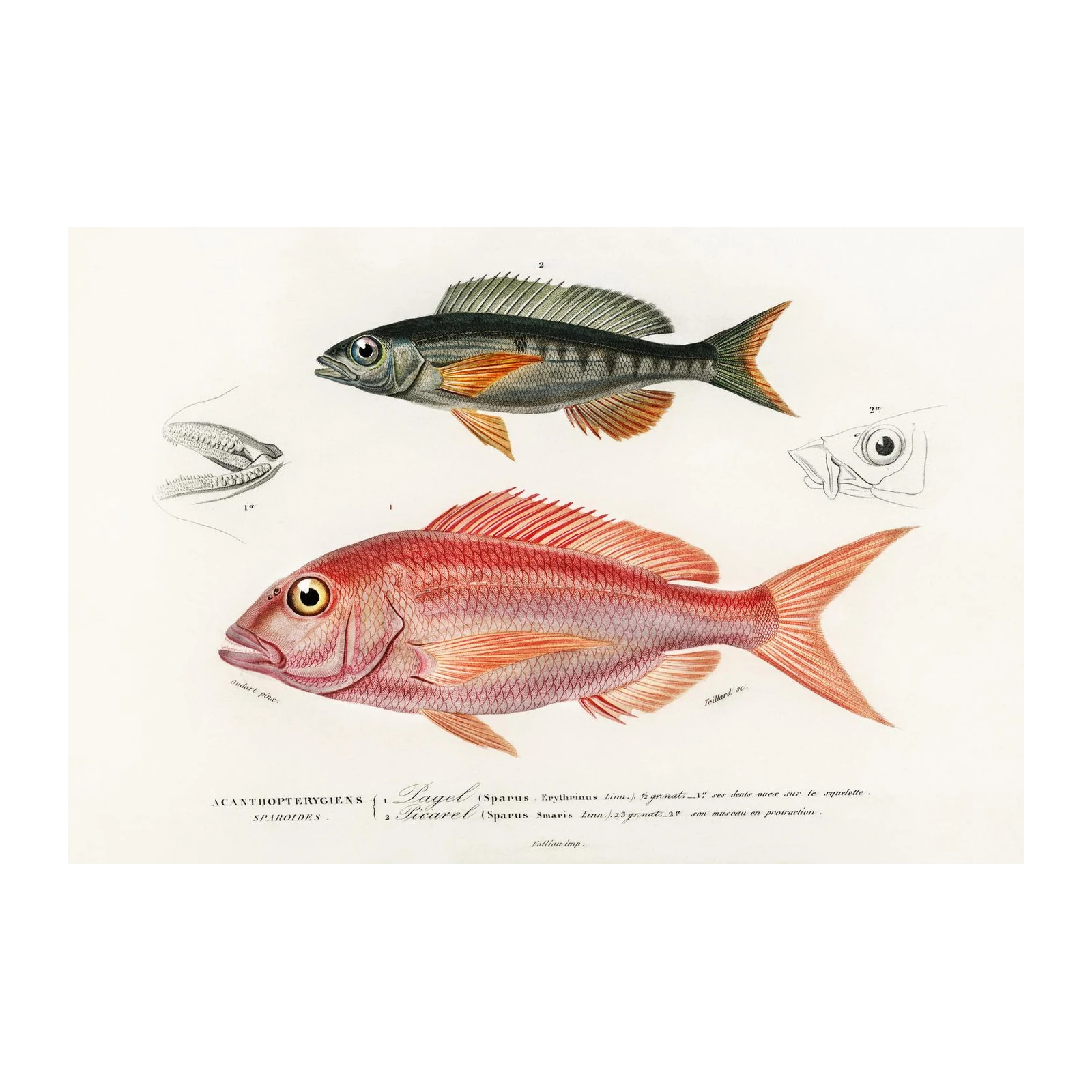 Vintage Red & Grey Fish Anatomical Print Wall Art