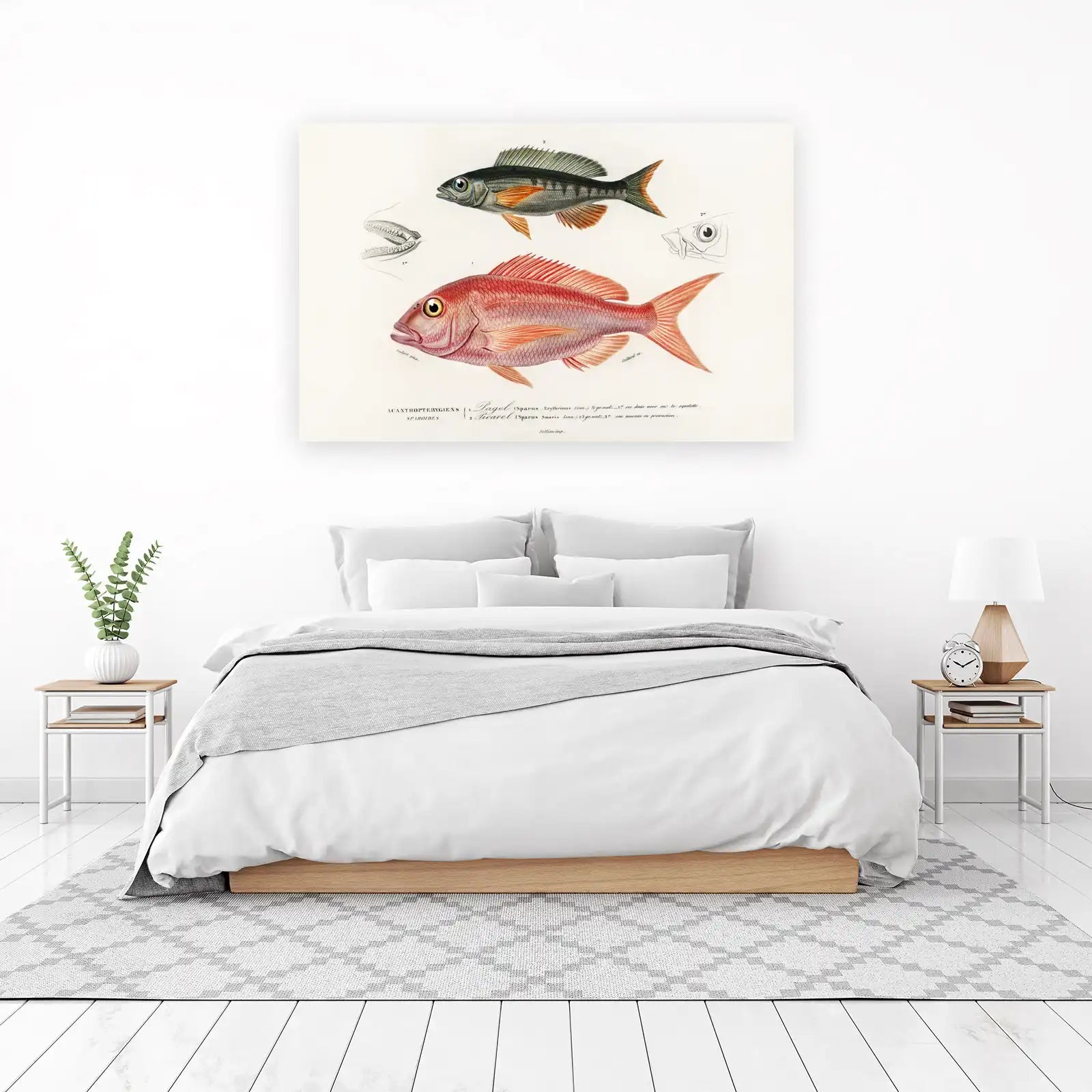Vintage Red & Grey Fish Anatomical Print Wall Art