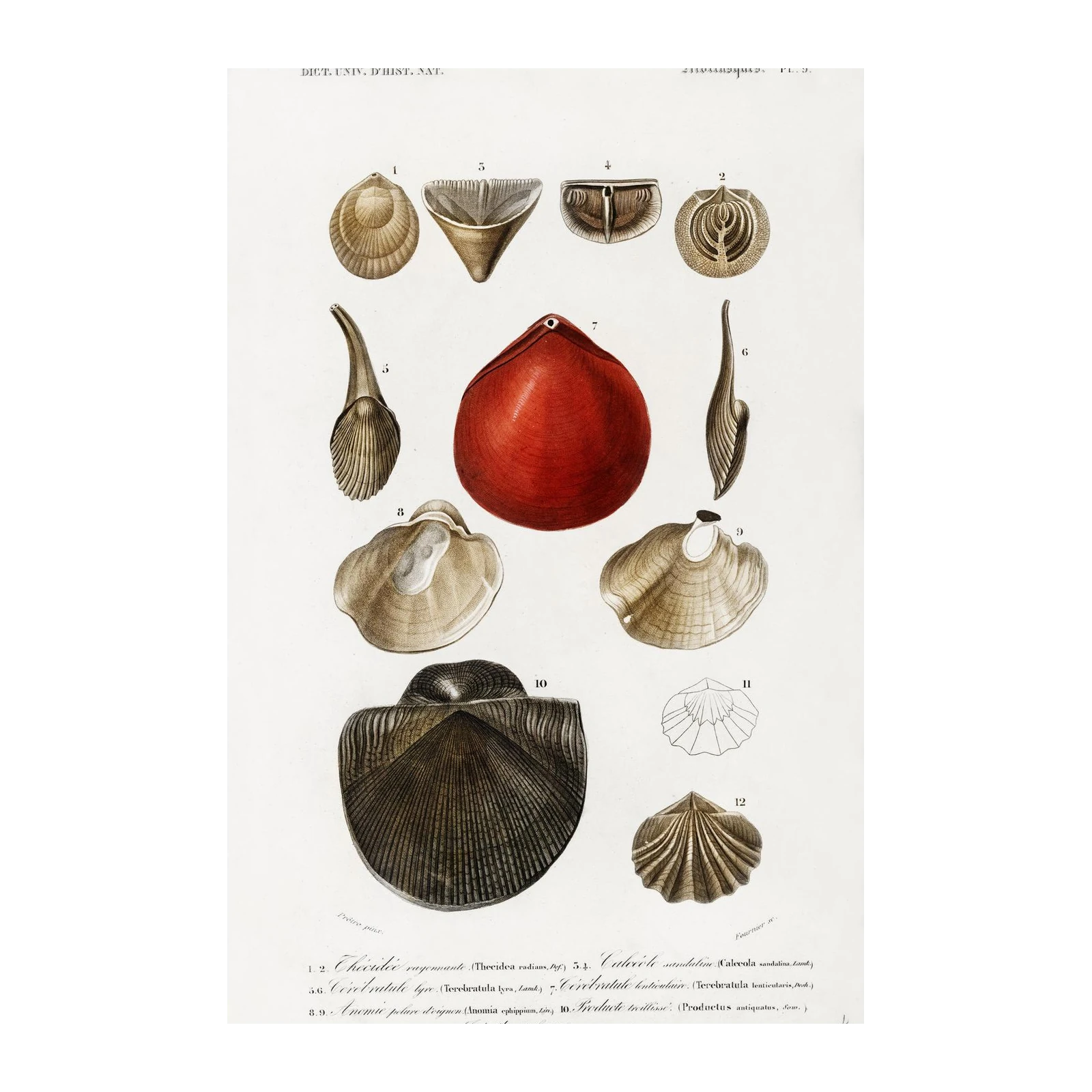 Vintage Shell Illustrations Wall Art