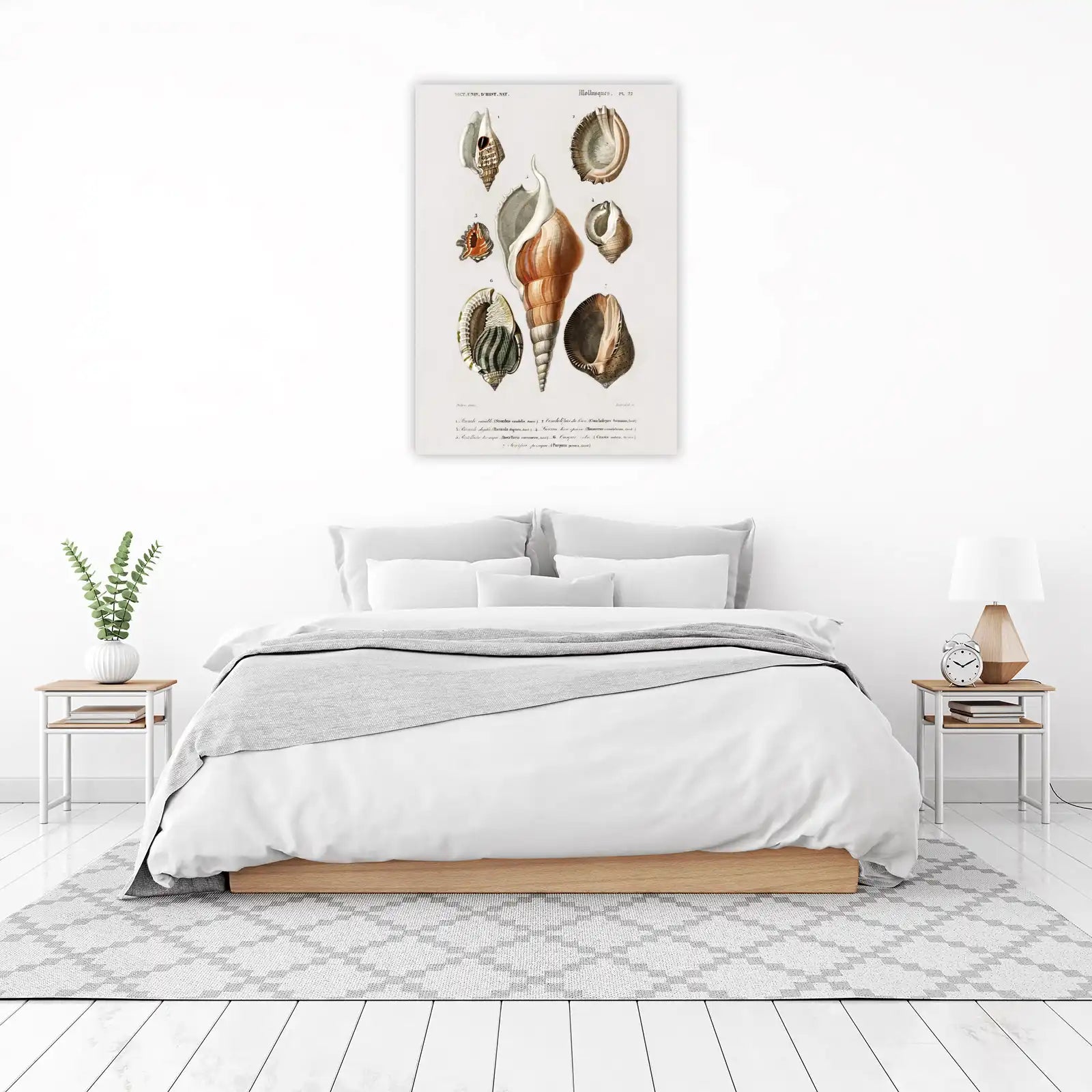 Vintage Mollusk Shells Botanical Art Wall Art