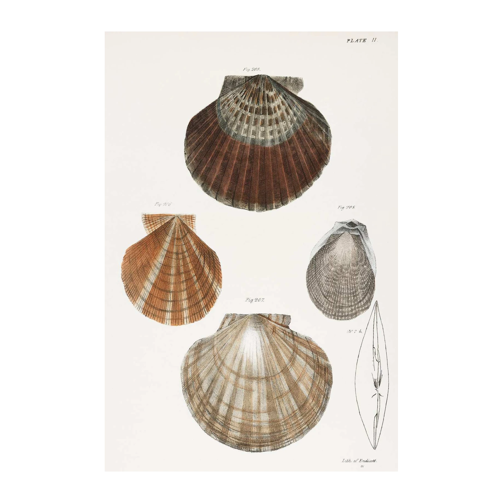 Vintage Scallop Shells Botanical Illustration Wall Art