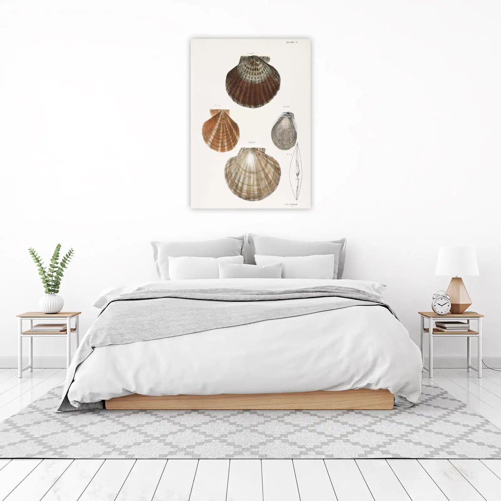 Vintage Scallop Shells Botanical Illustration Wall Art