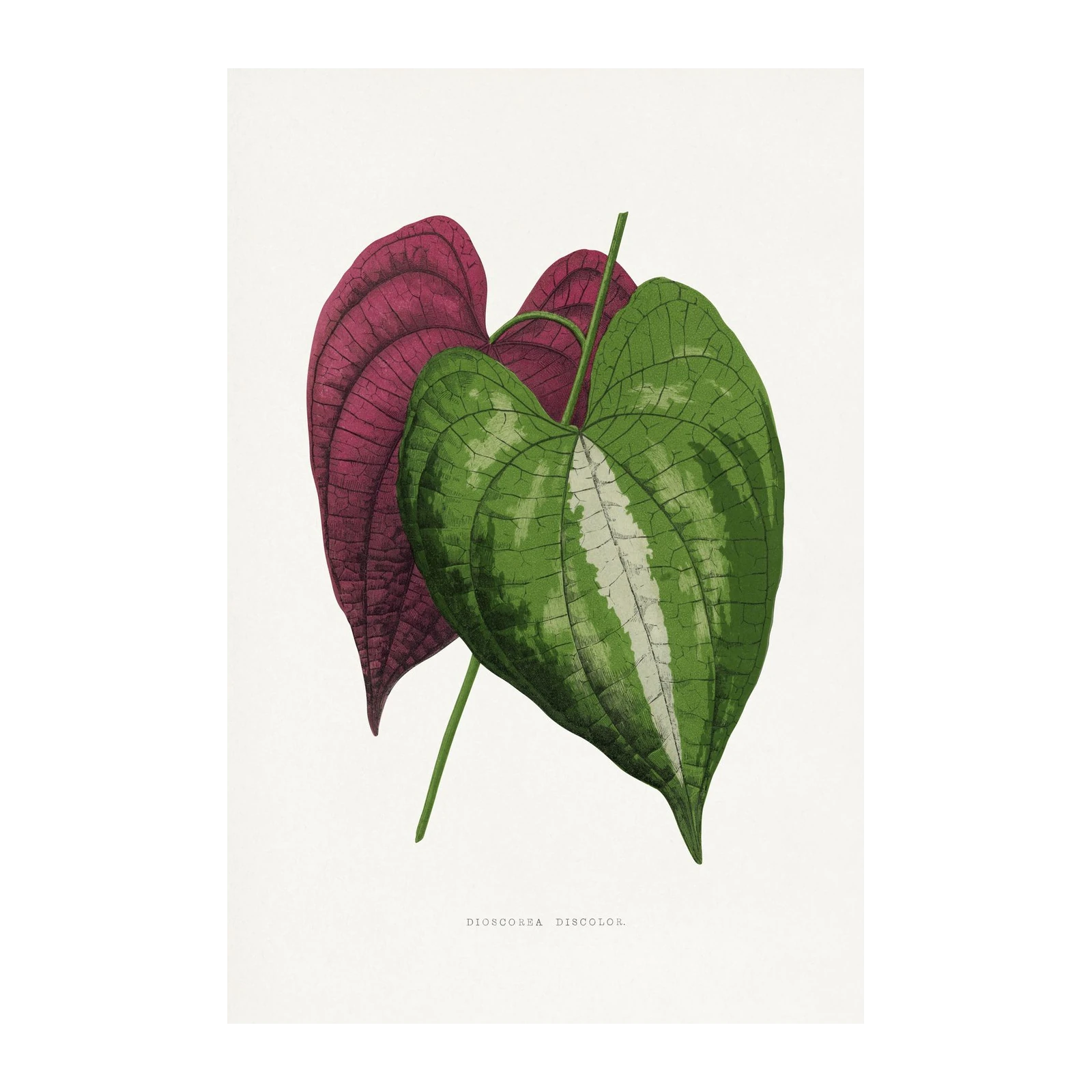 Botanical Dioscorea Discolor Leaf Wall Art