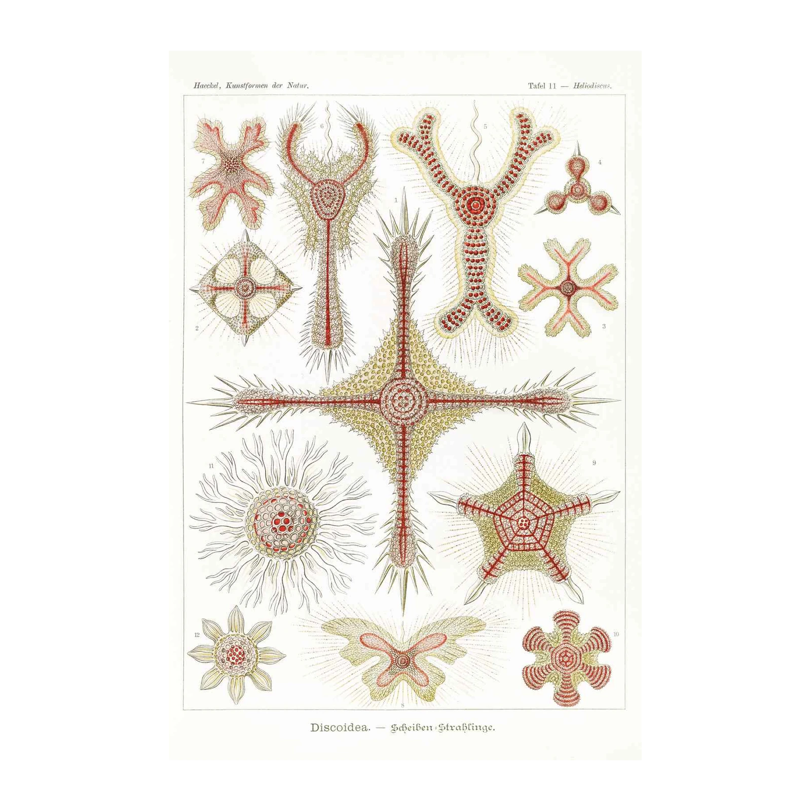 Haeckel Sea Life Starfish Wall Art
