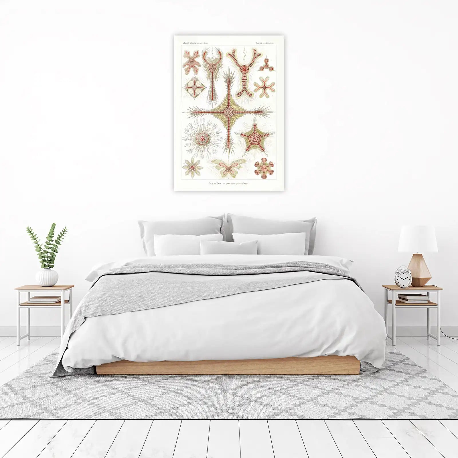 Haeckel Sea Life Starfish Wall Art