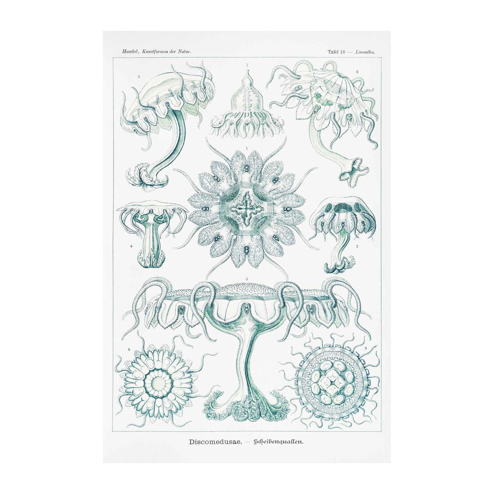 Vintage Jellyfish Scientific Illustration Wall Art