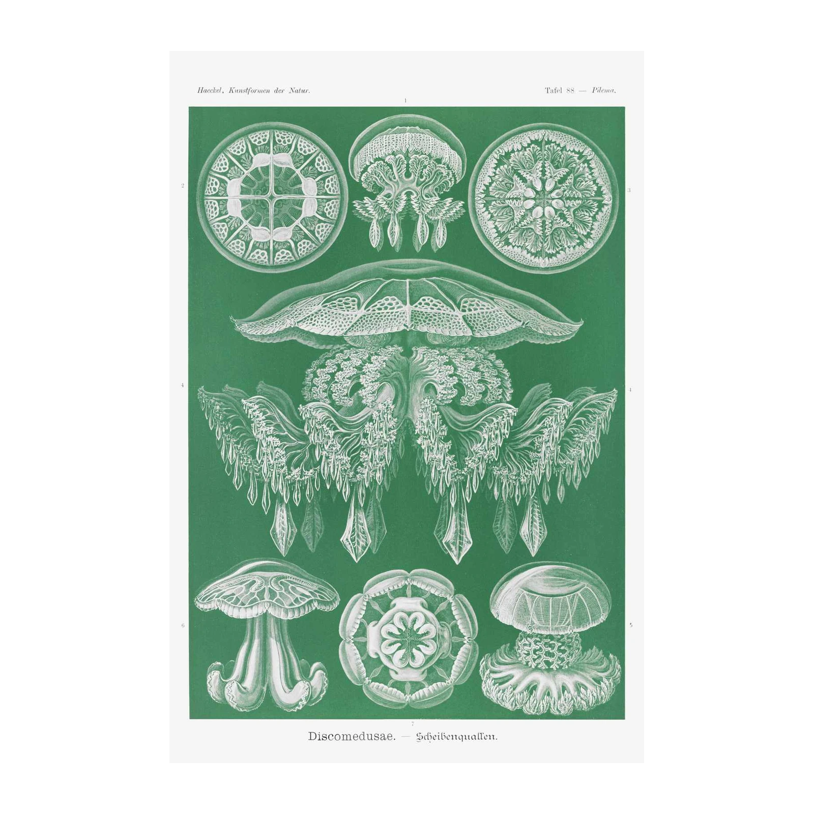 Vintage Jellyfish Scientific Illustration Wall Art
