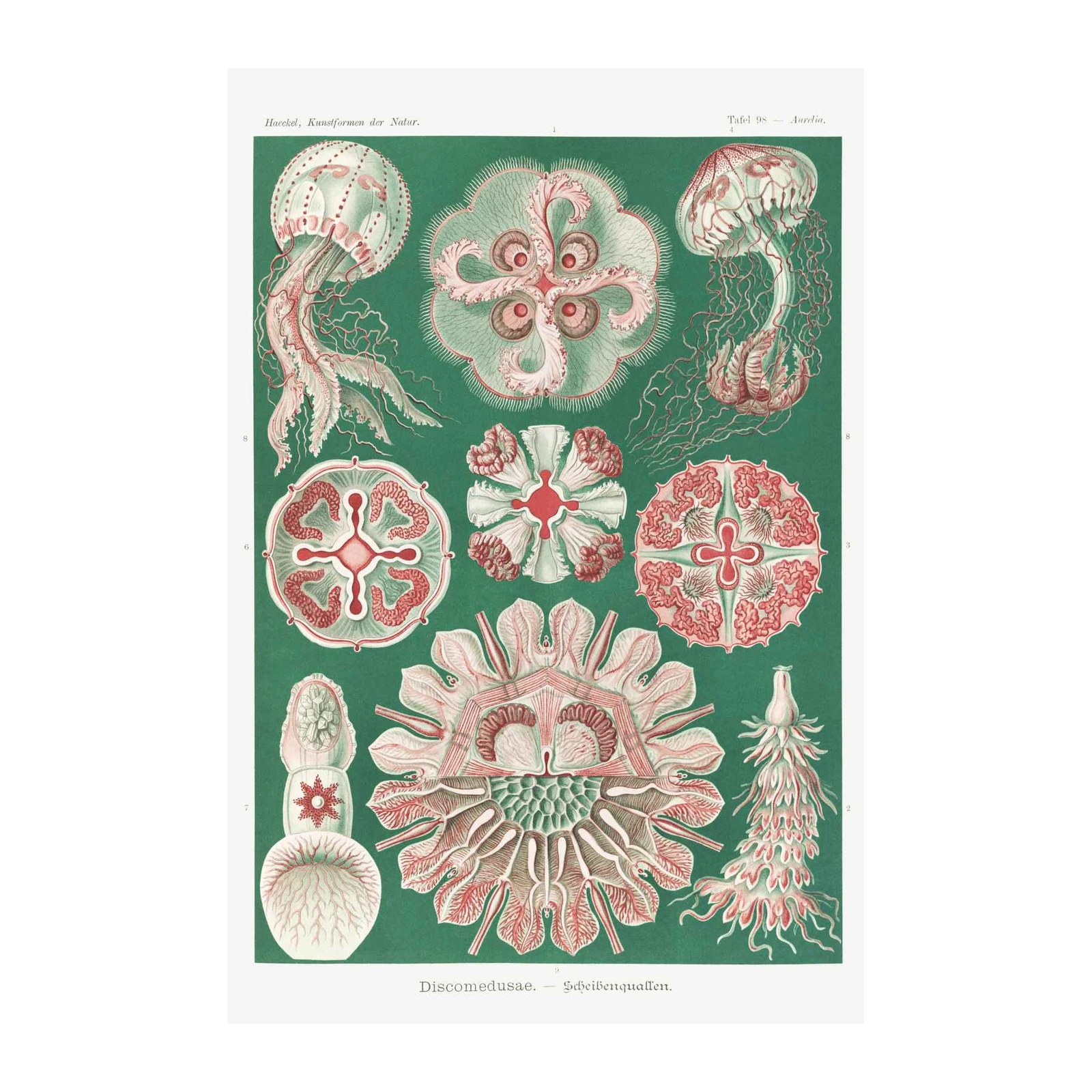Vintage Jellyfish Scientific Art Wall Art