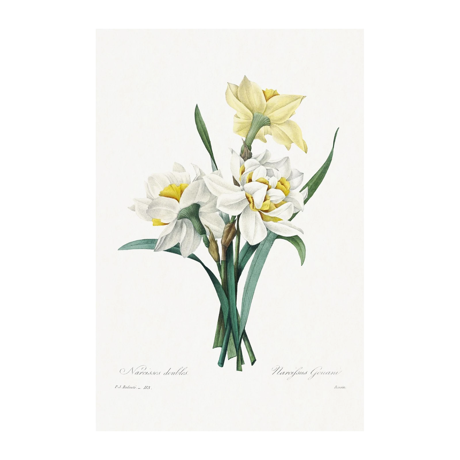 Vintage Daffodil Botanical Art Wall Art