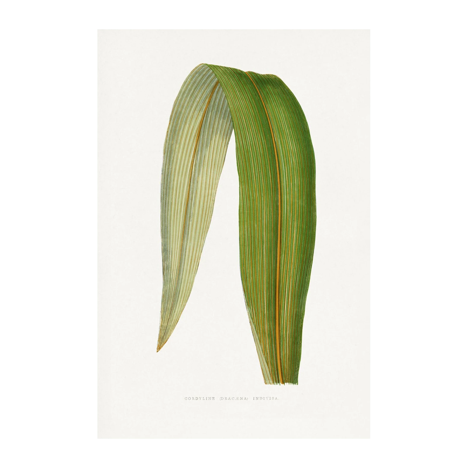 Cordyline Indivisa Leaf Botanical Wall Art