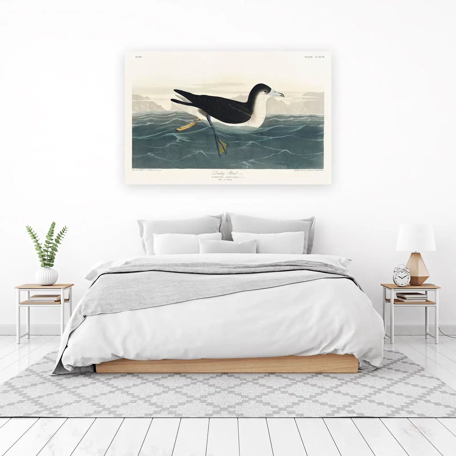 Dusky Petrel Audubon Bird Art Wall Art