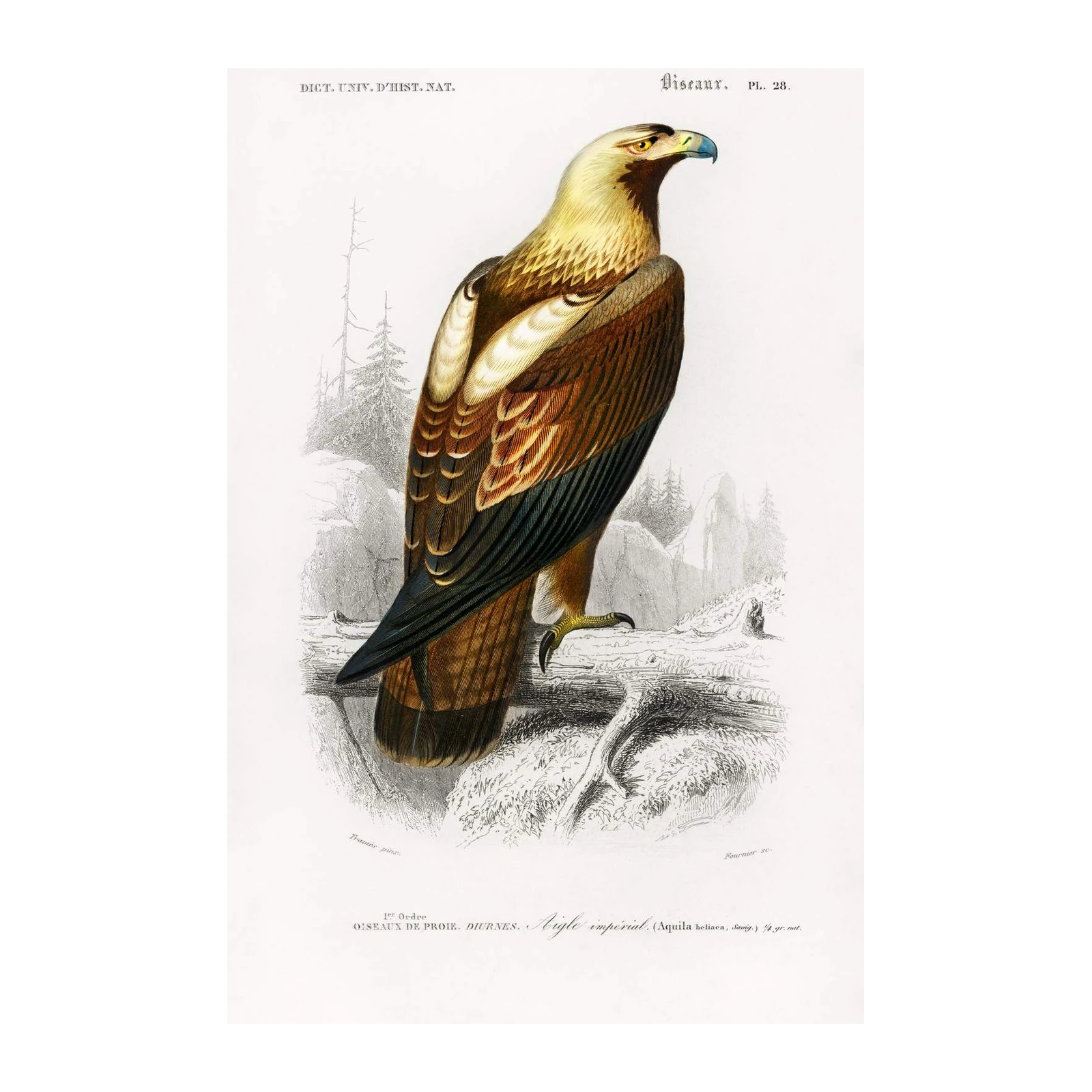 Imperial Eagle Vintage Ornithology Wall Art