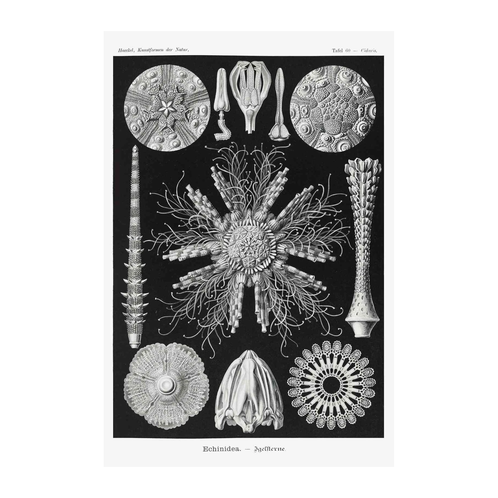 Vintage Sea Urchin & Echinodermia Wall Art