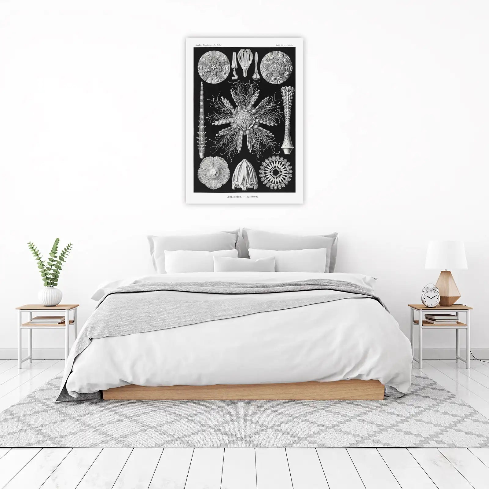 Vintage Sea Urchin & Echinodermia Wall Art