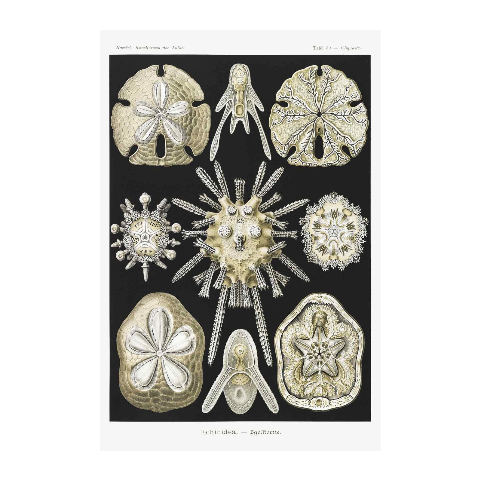 Vintage Sea Urchin & Sand Dollar Wall Art