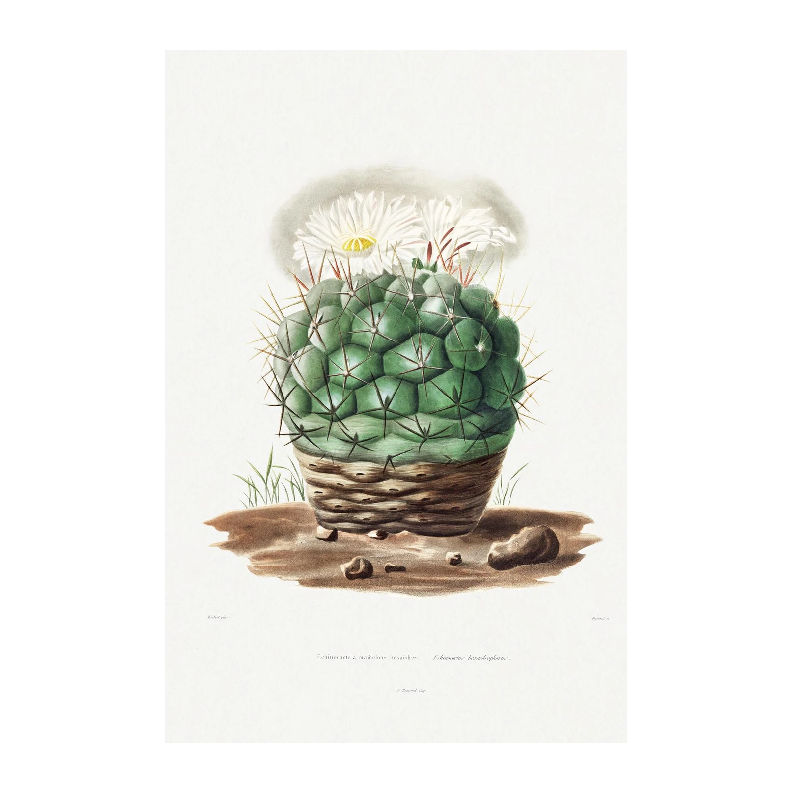 Vintage Echinocactus Hexaedrus Wall Art