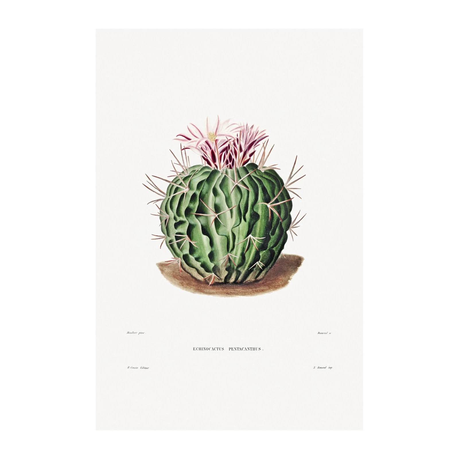 Vintage Echinocactus Pentacanthus Wall Art