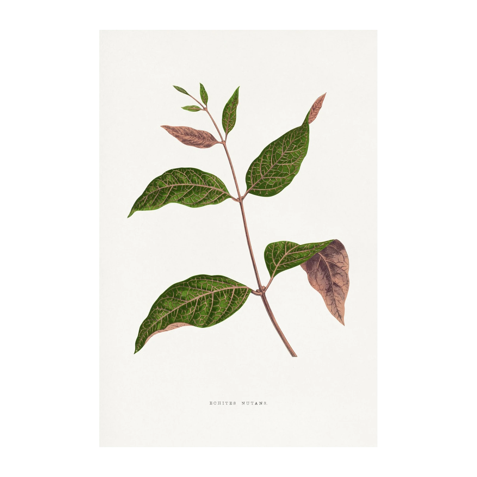 Vintage Botanical Echites Nutans Leaf Wall Art