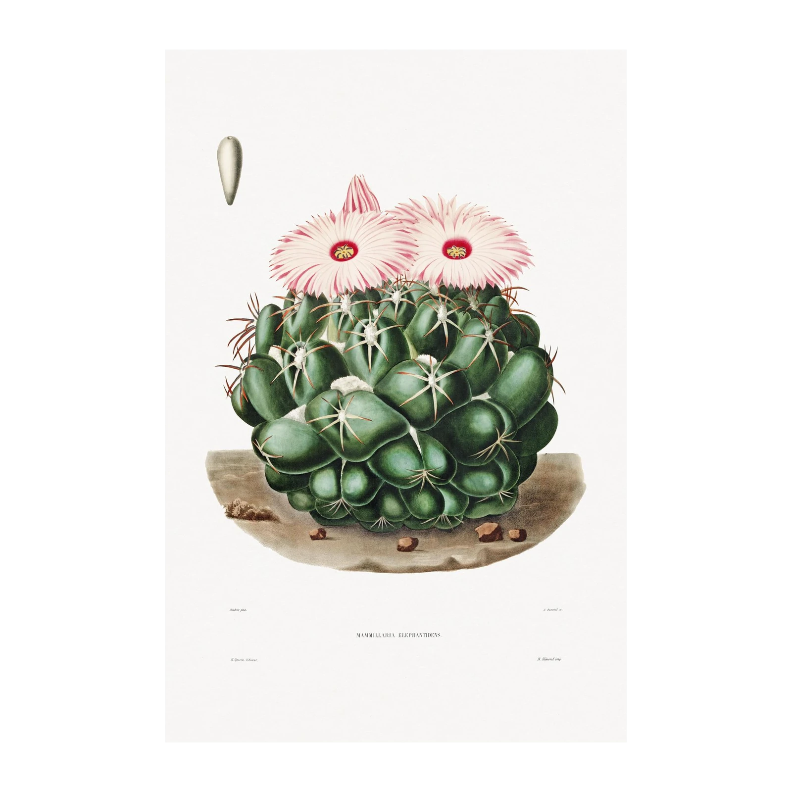 Vintage Cactus Botanical Art Wall Art