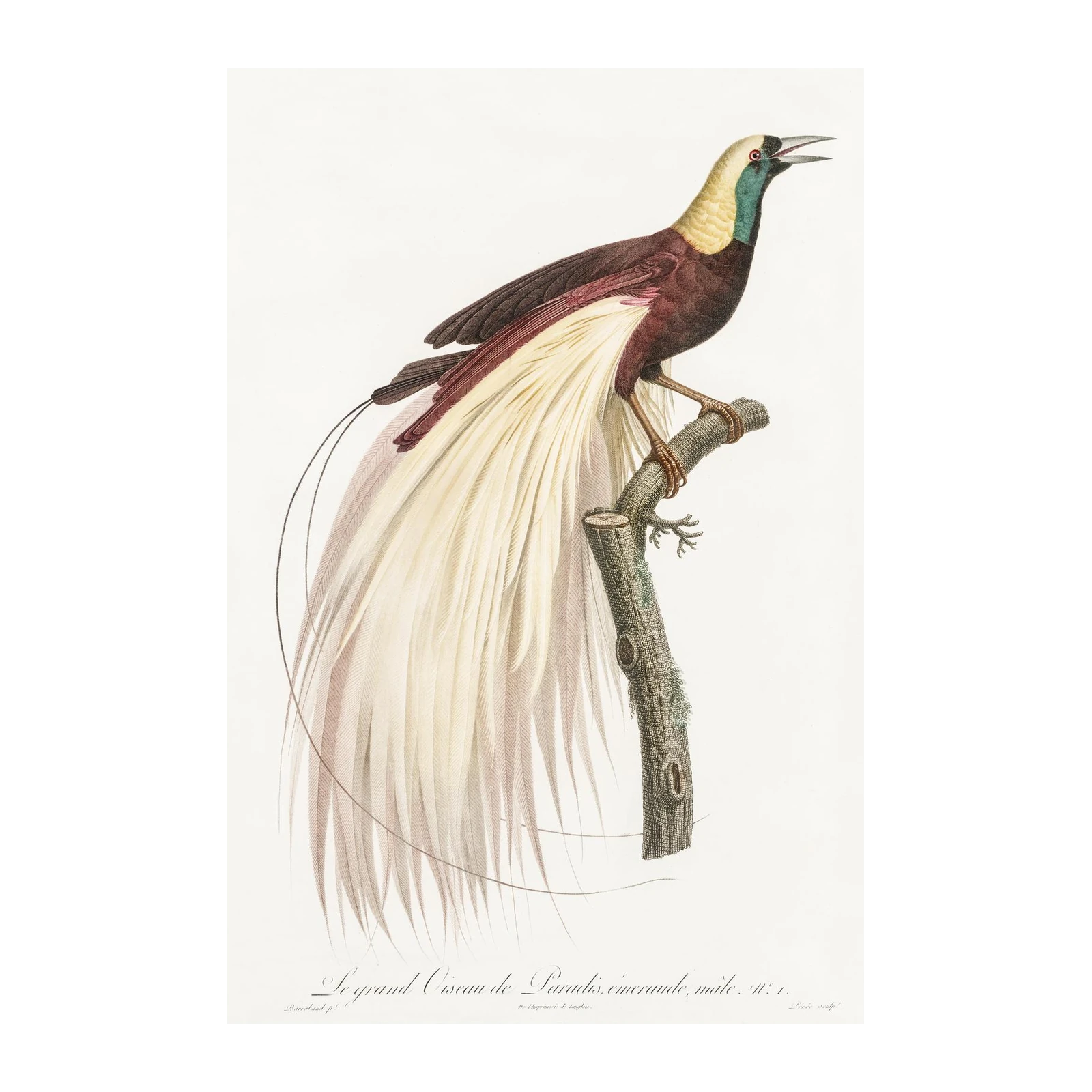 Exotic Bird of Paradise Wall Art