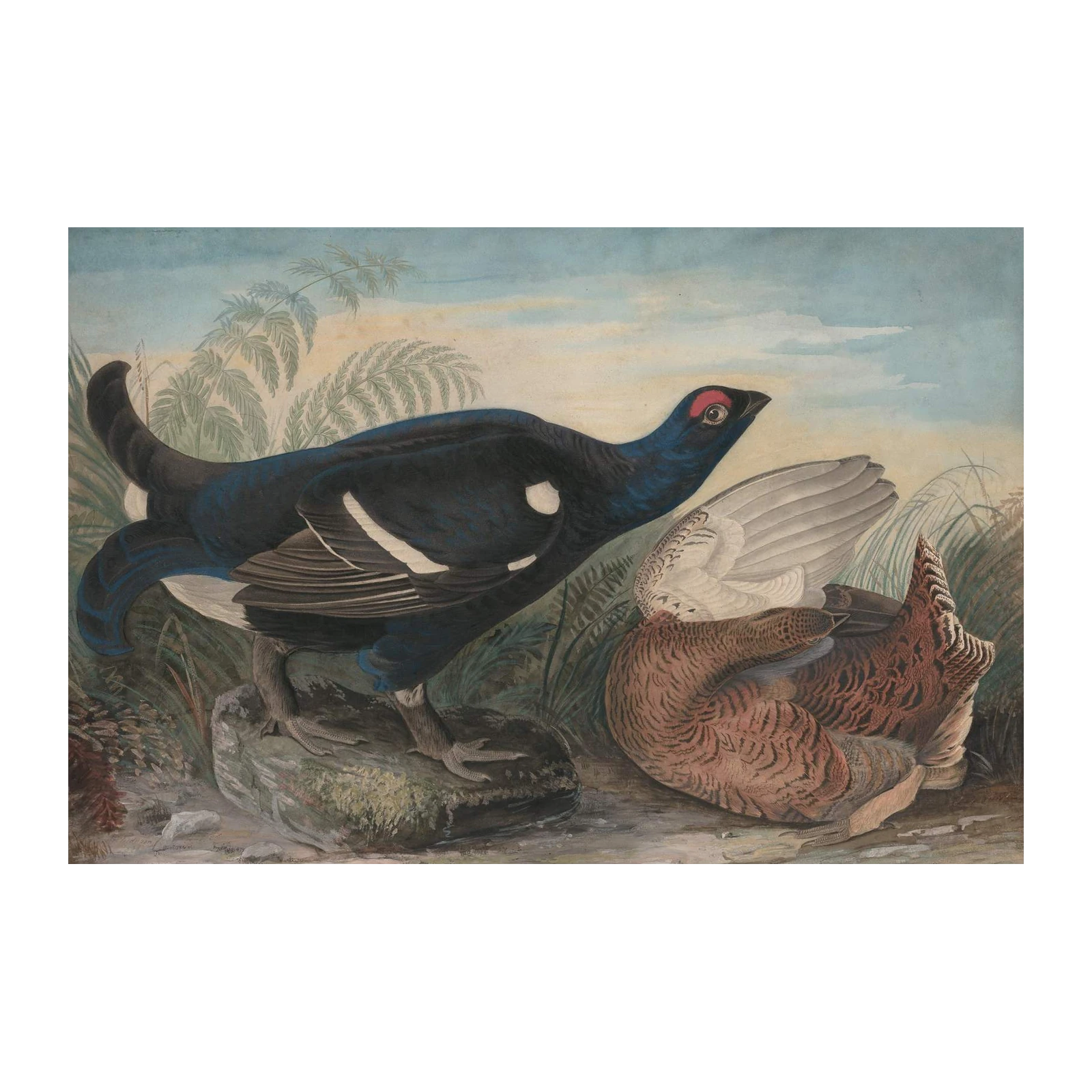 Black Grouse Wildlife Art Wall Art