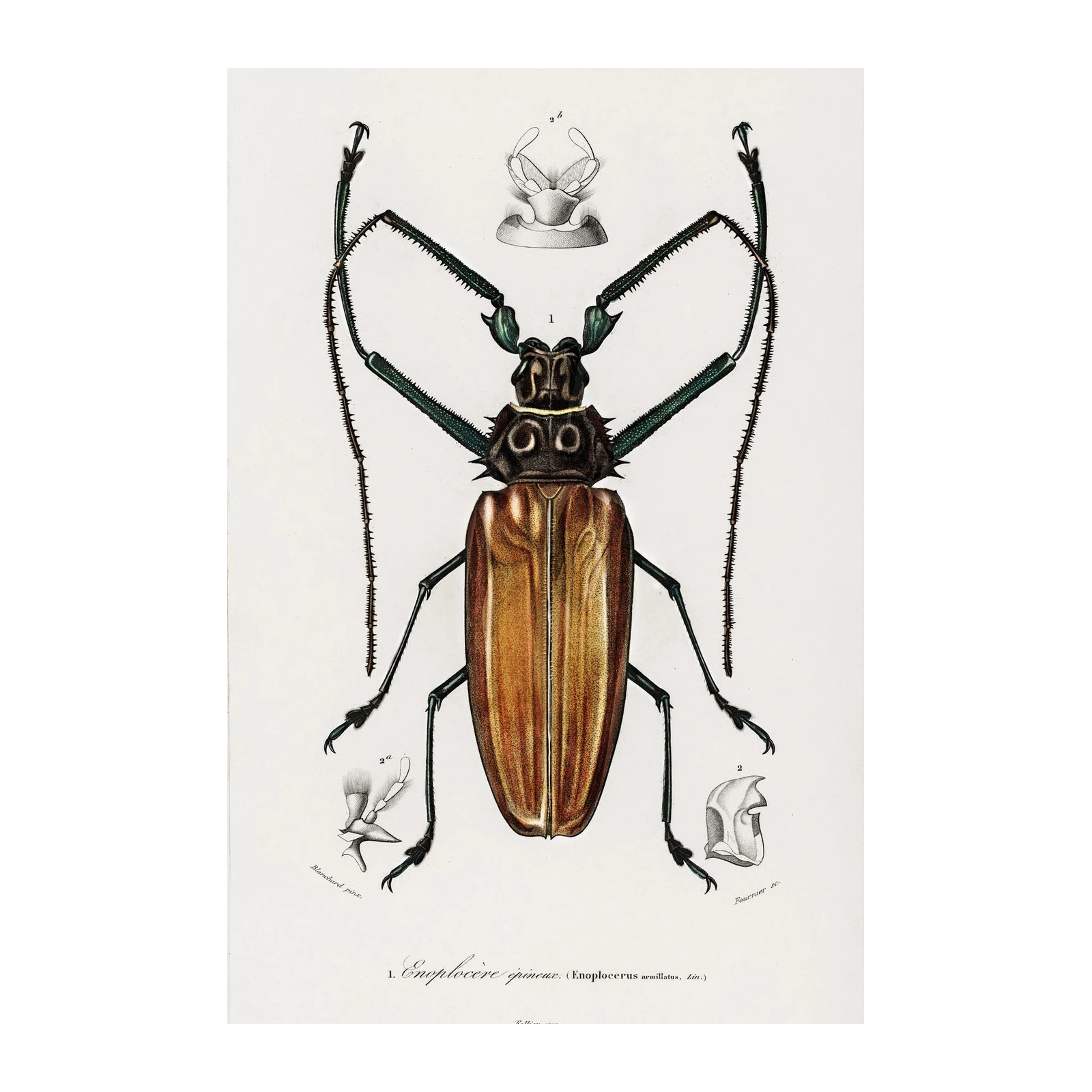 Vintage Enoplocerus Beetles Entomology Wall Art
