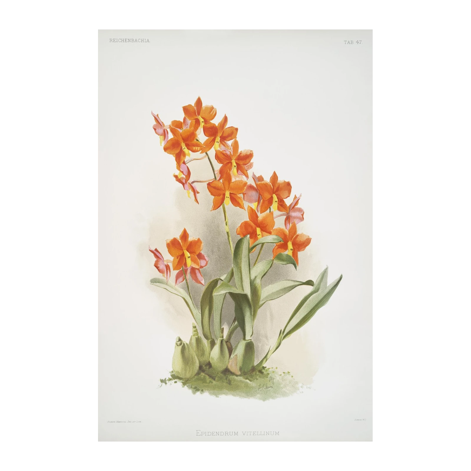 Vibrant Orange Orchid Botanical Wall Art