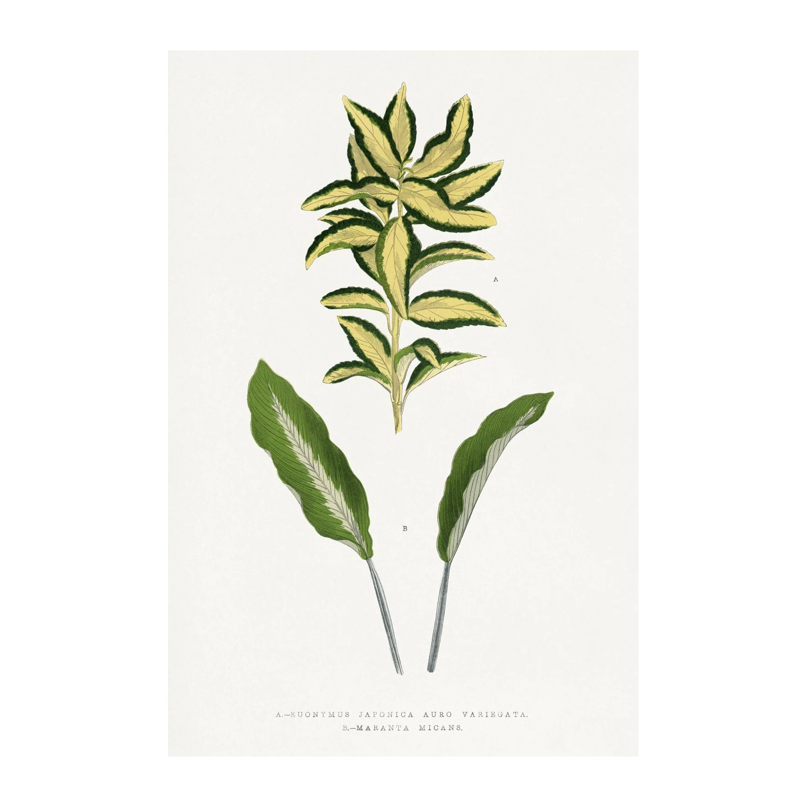 Botanical Leaf Print - Japanese Euonymus Wall Art