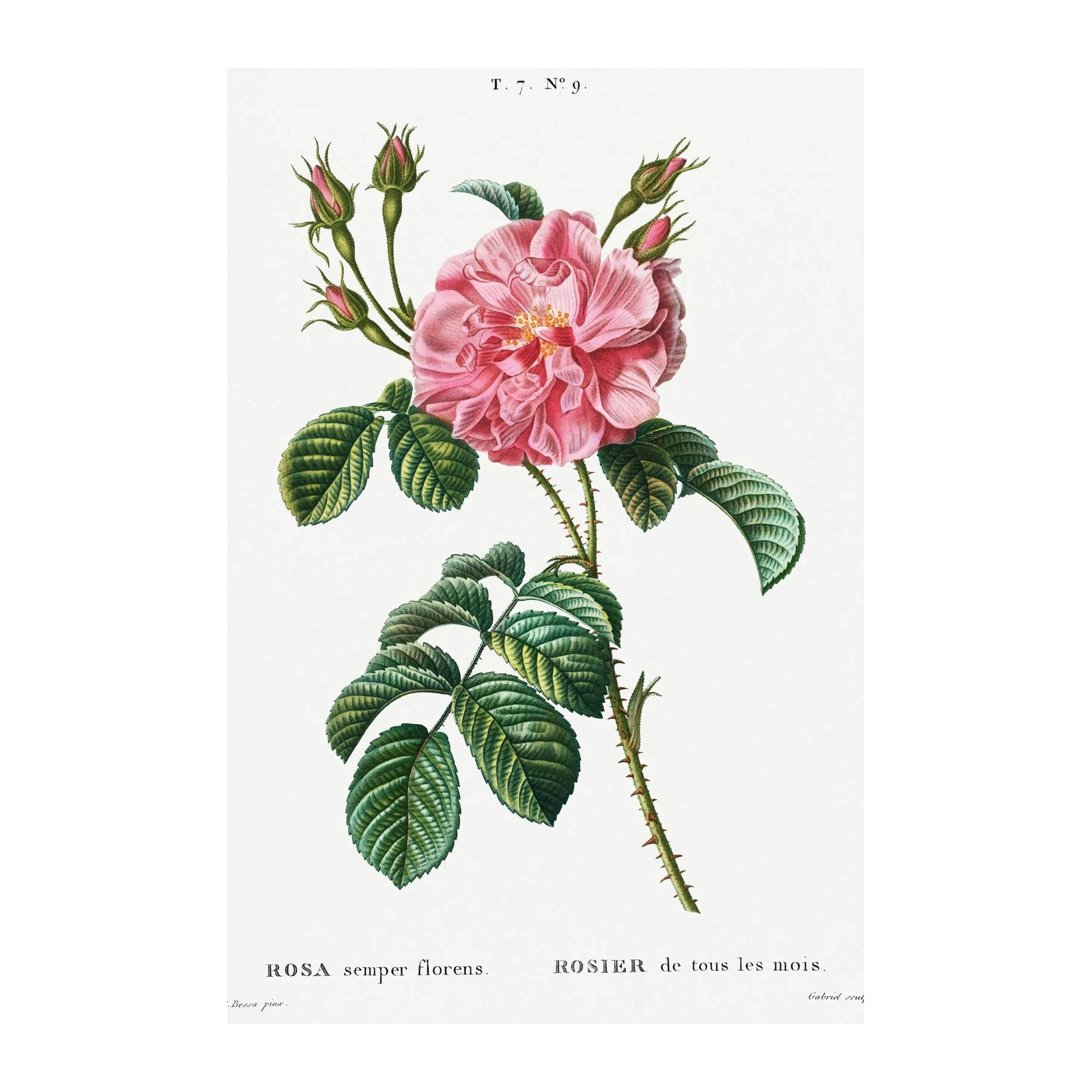 Vintage Pink Rose Botanical Wall Art Wall Art