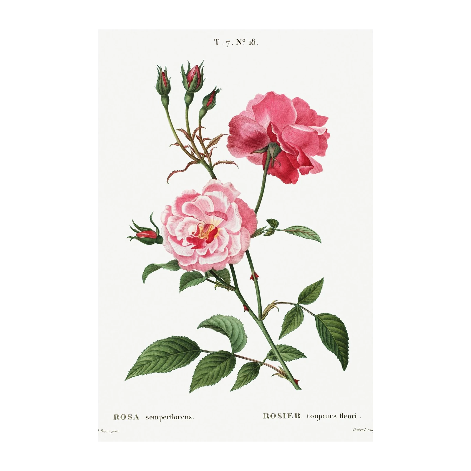 Vintage Pink Roses Botanical Art Wall Art
