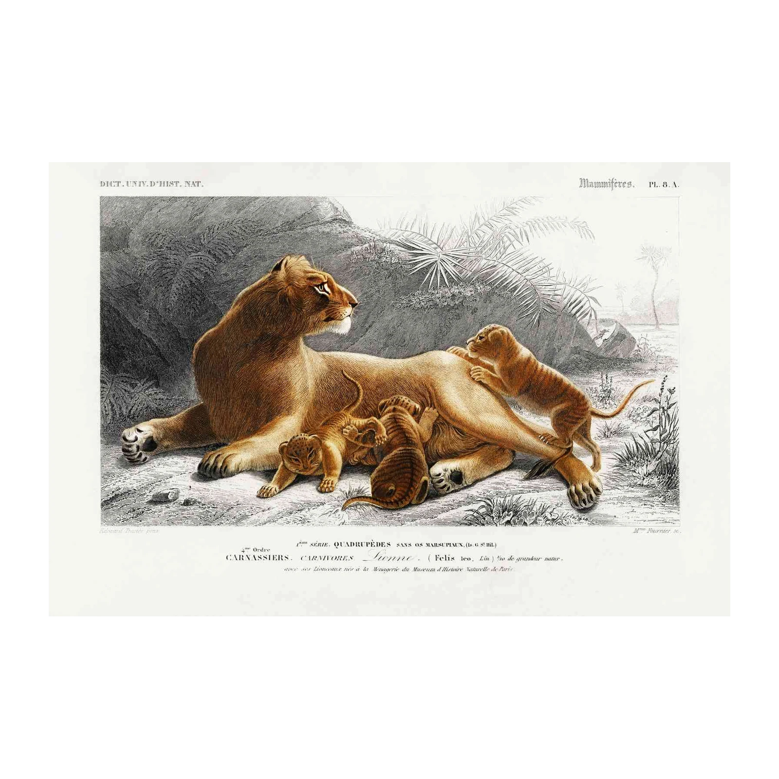 Majestic Lioness & Cubs Vintage Wildlife Wall Art